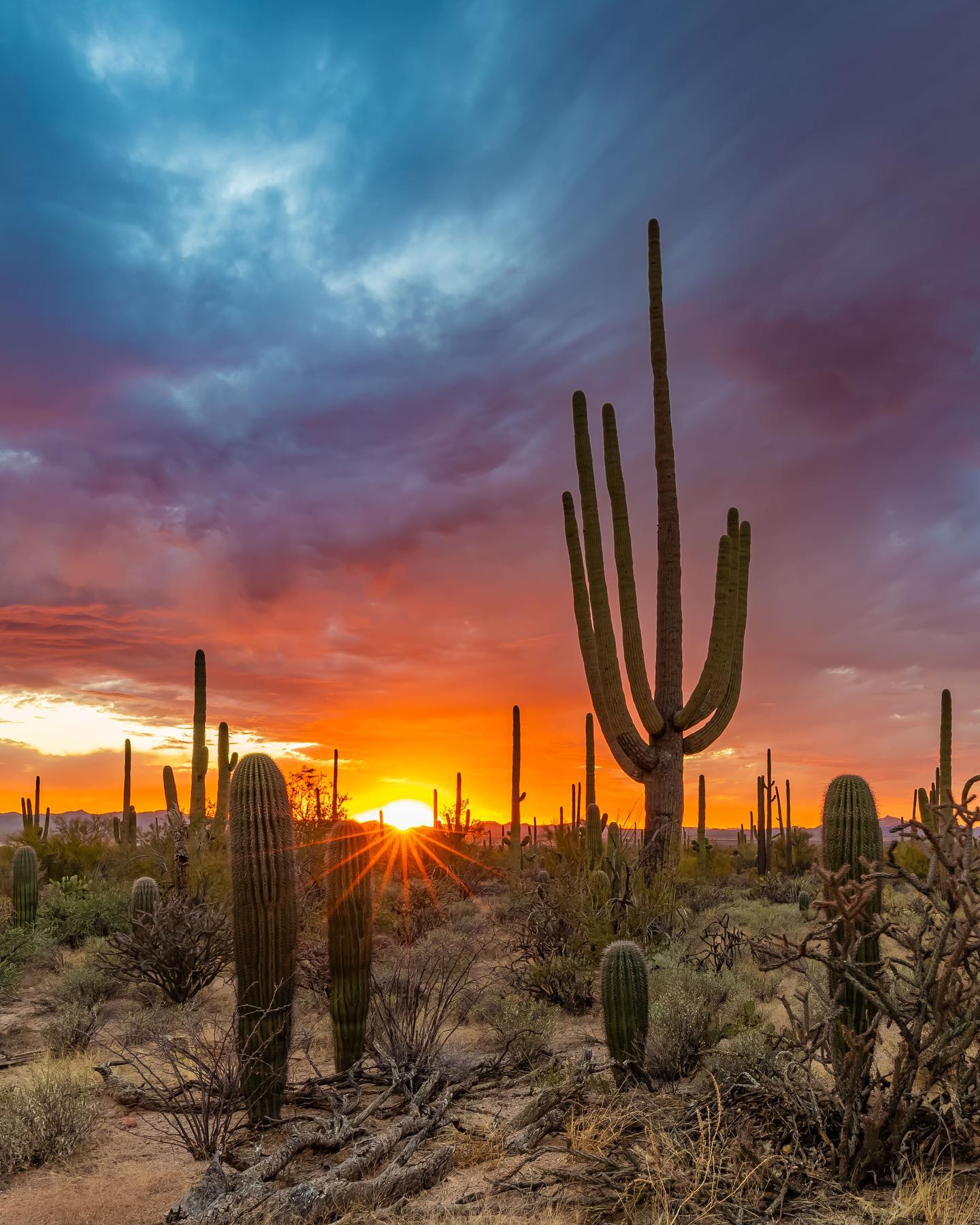 Saguaro Wallpapers - Top Free Saguaro Backgrounds - WallpaperAccess