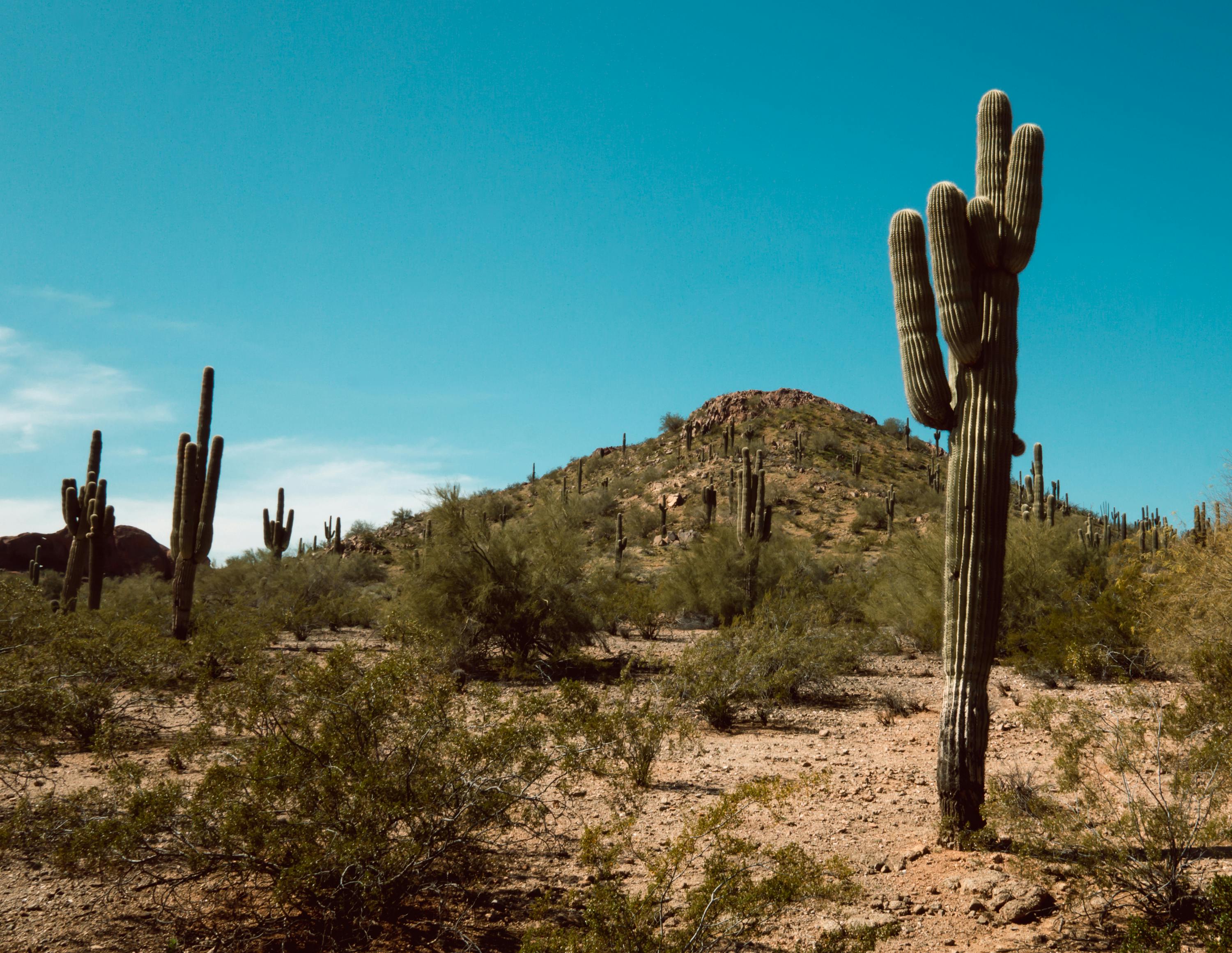 3000x2322 Green Saguaro Cactus on Brown Field