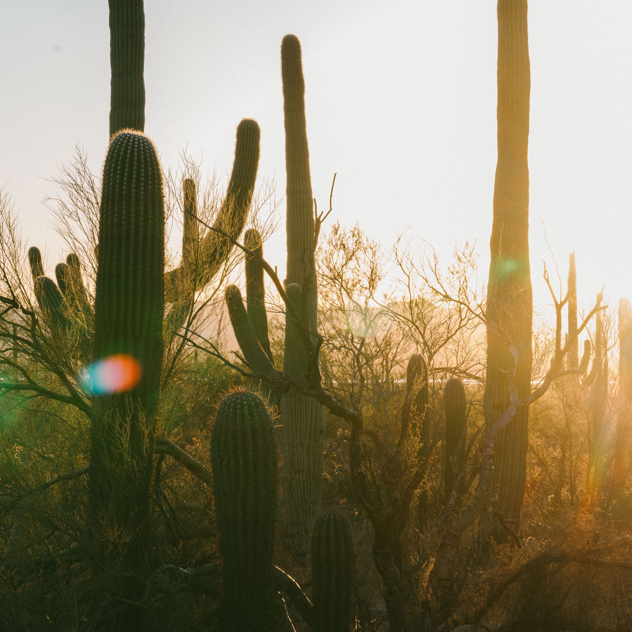 2160x2160 Saguaro National Park Field Trip