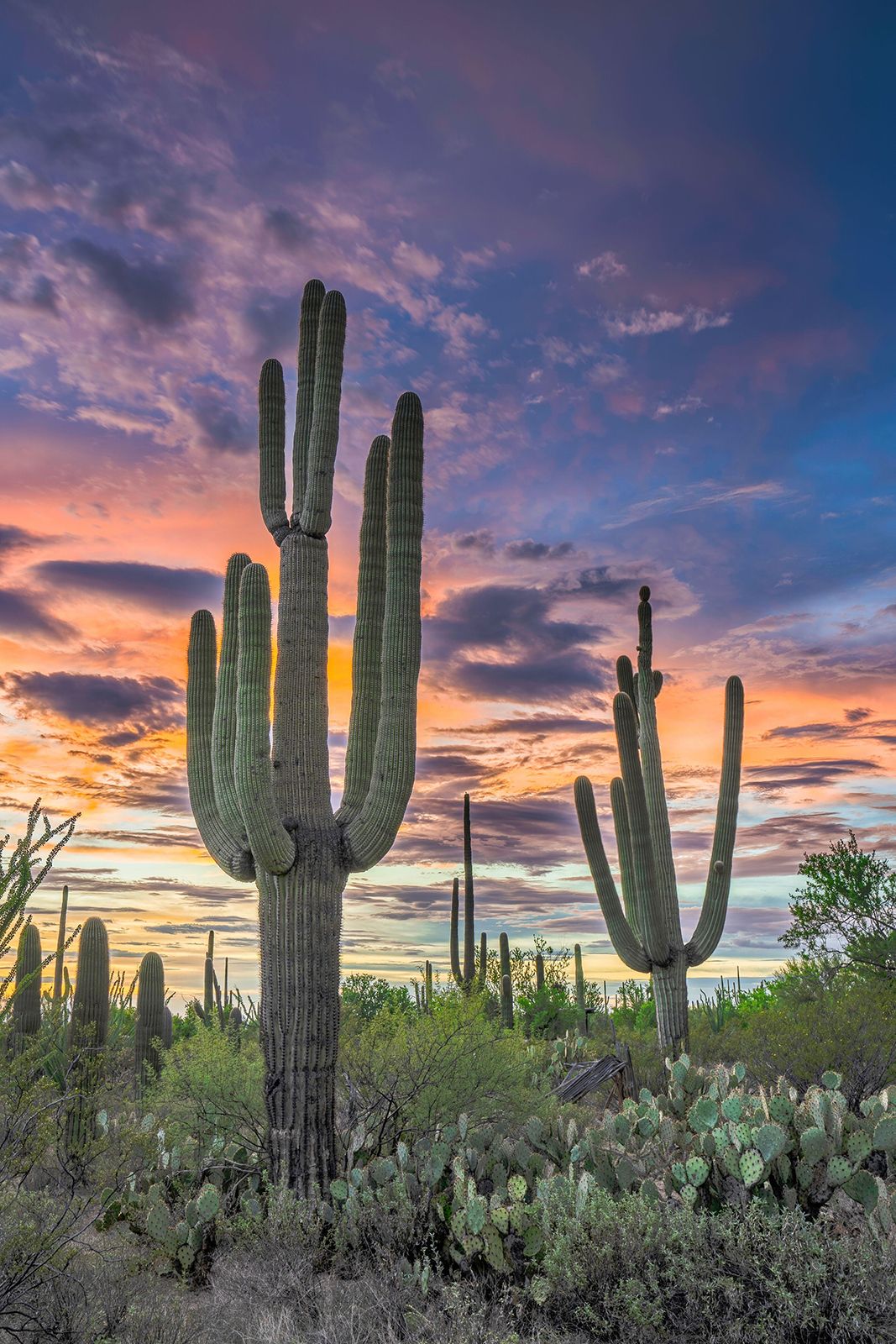 Saguaro Wallpapers - Top Free Saguaro Backgrounds - WallpaperAccess