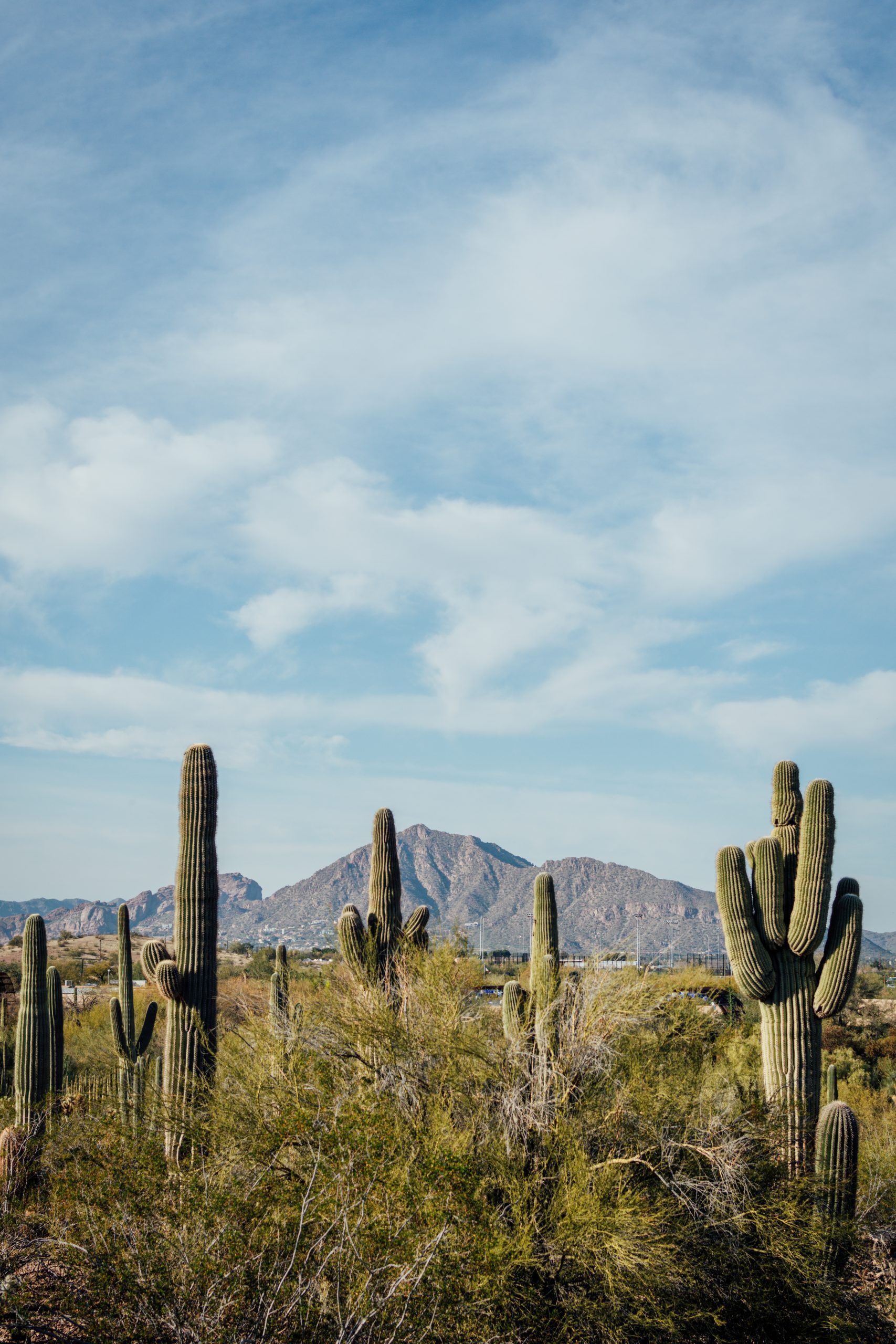 1707x2560 My obsession with the saguaro