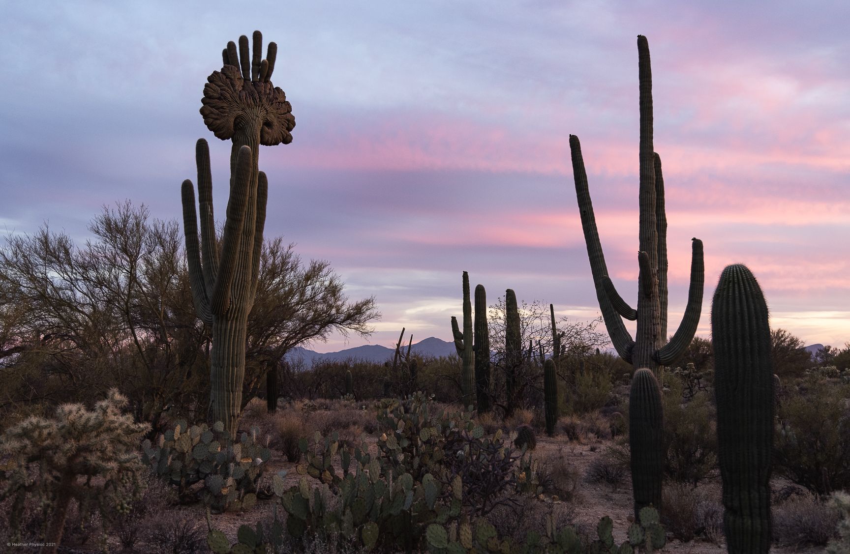 Saguaro Wallpapers - Top Free Saguaro Backgrounds - WallpaperAccess