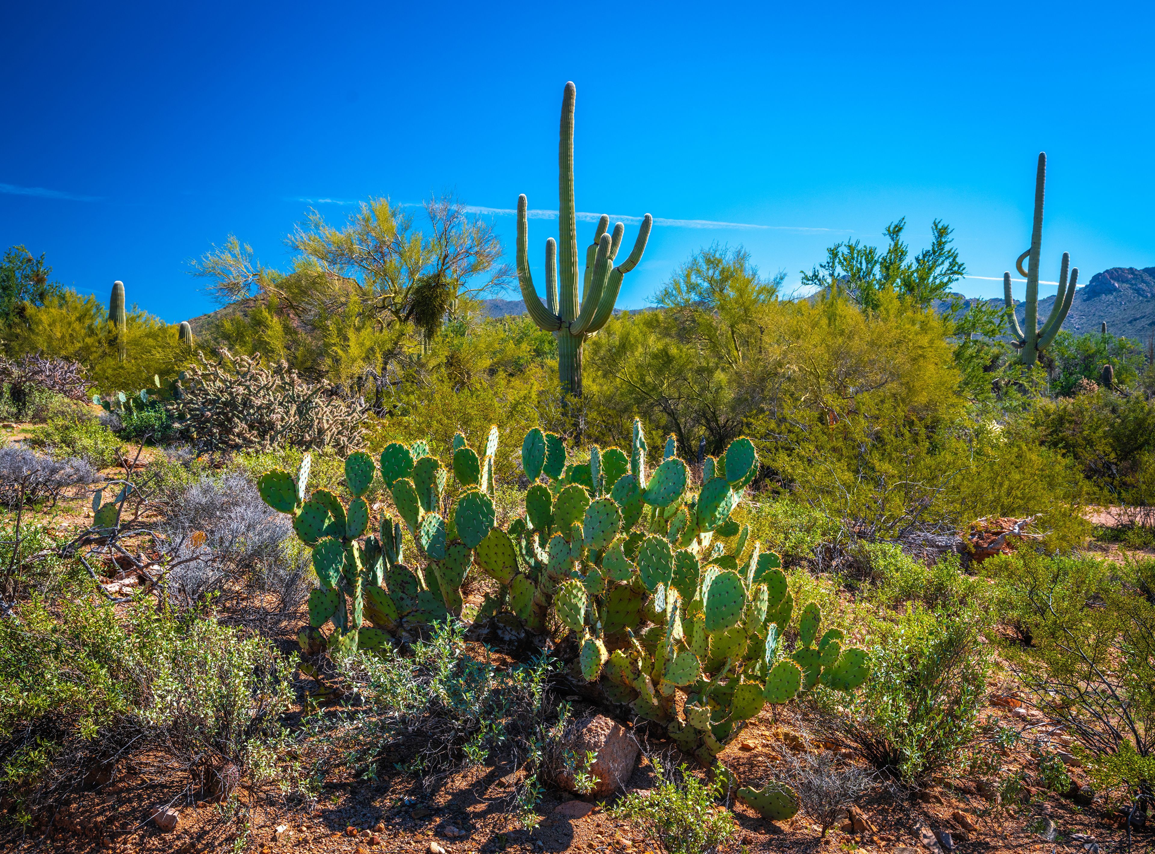 3840x2838 Park, Arizona Nature Parks 3840x2839