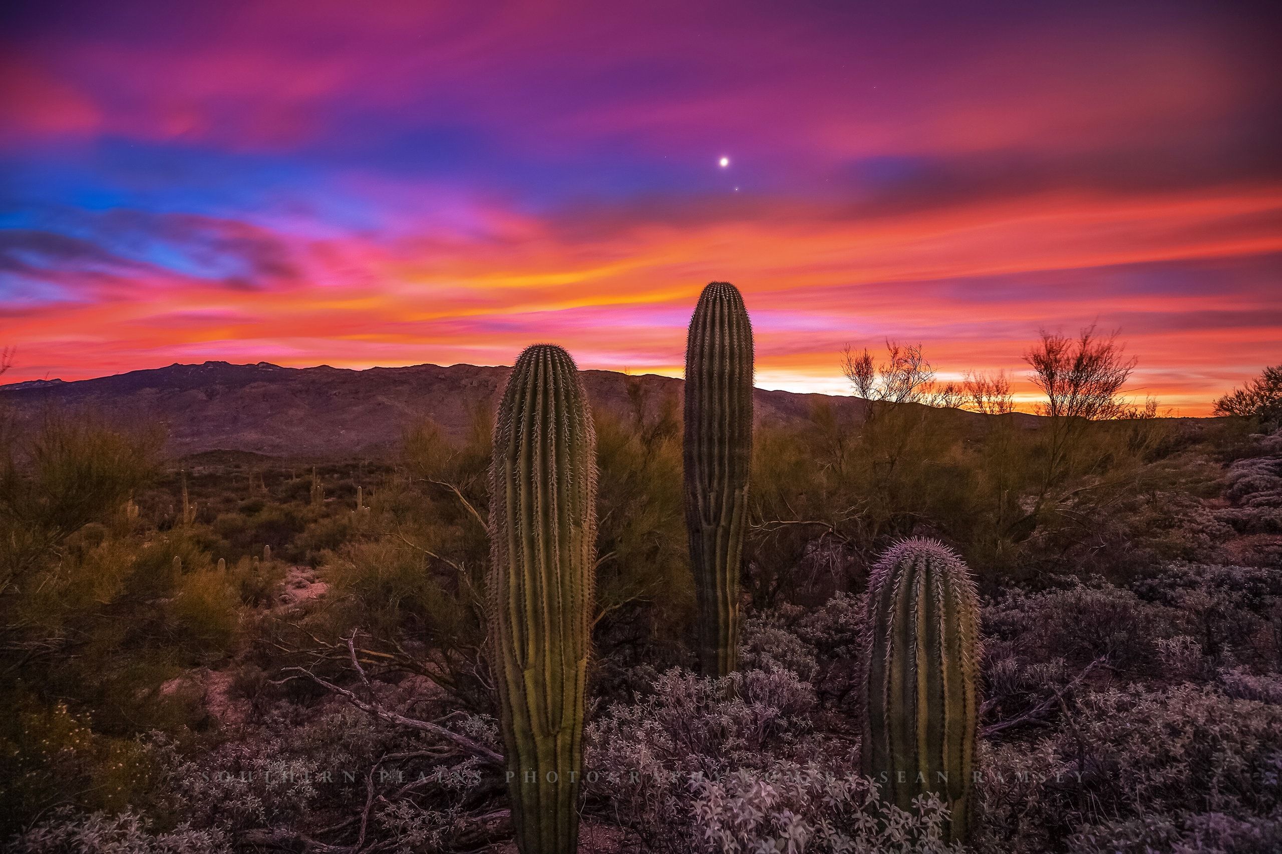 Saguaro Wallpapers - Top Free Saguaro Backgrounds - WallpaperAccess