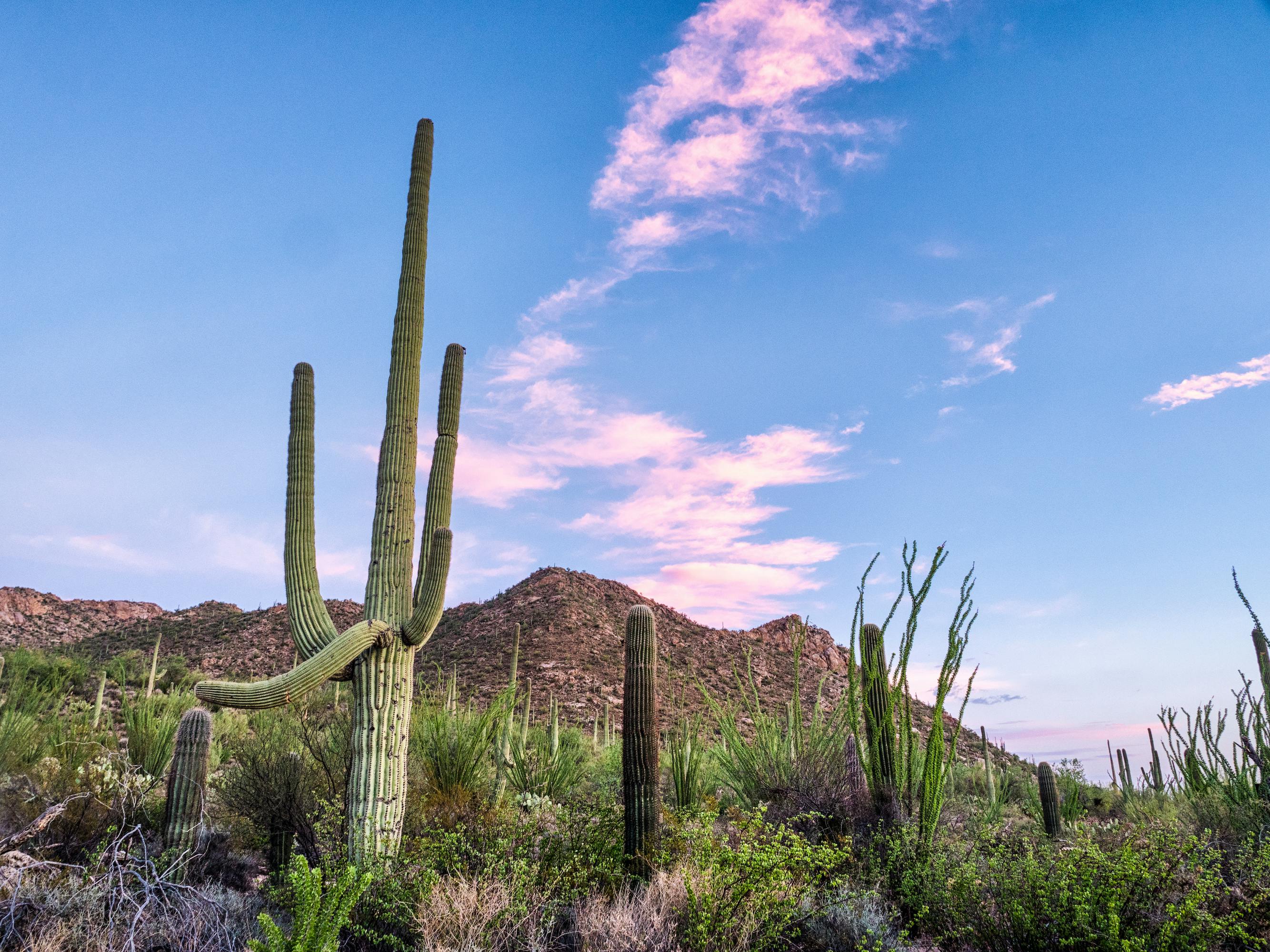 2667x2000 Saguaro Cactus Photo, Download