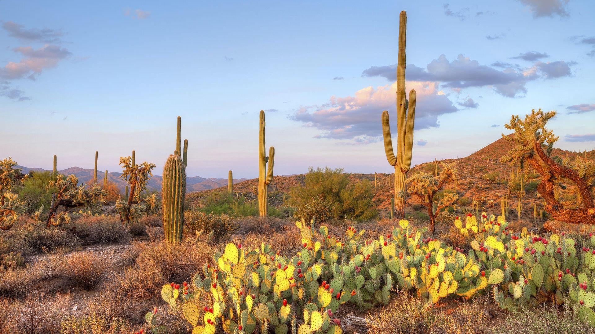 1920x1080 Saguaro National Park Wallpaper