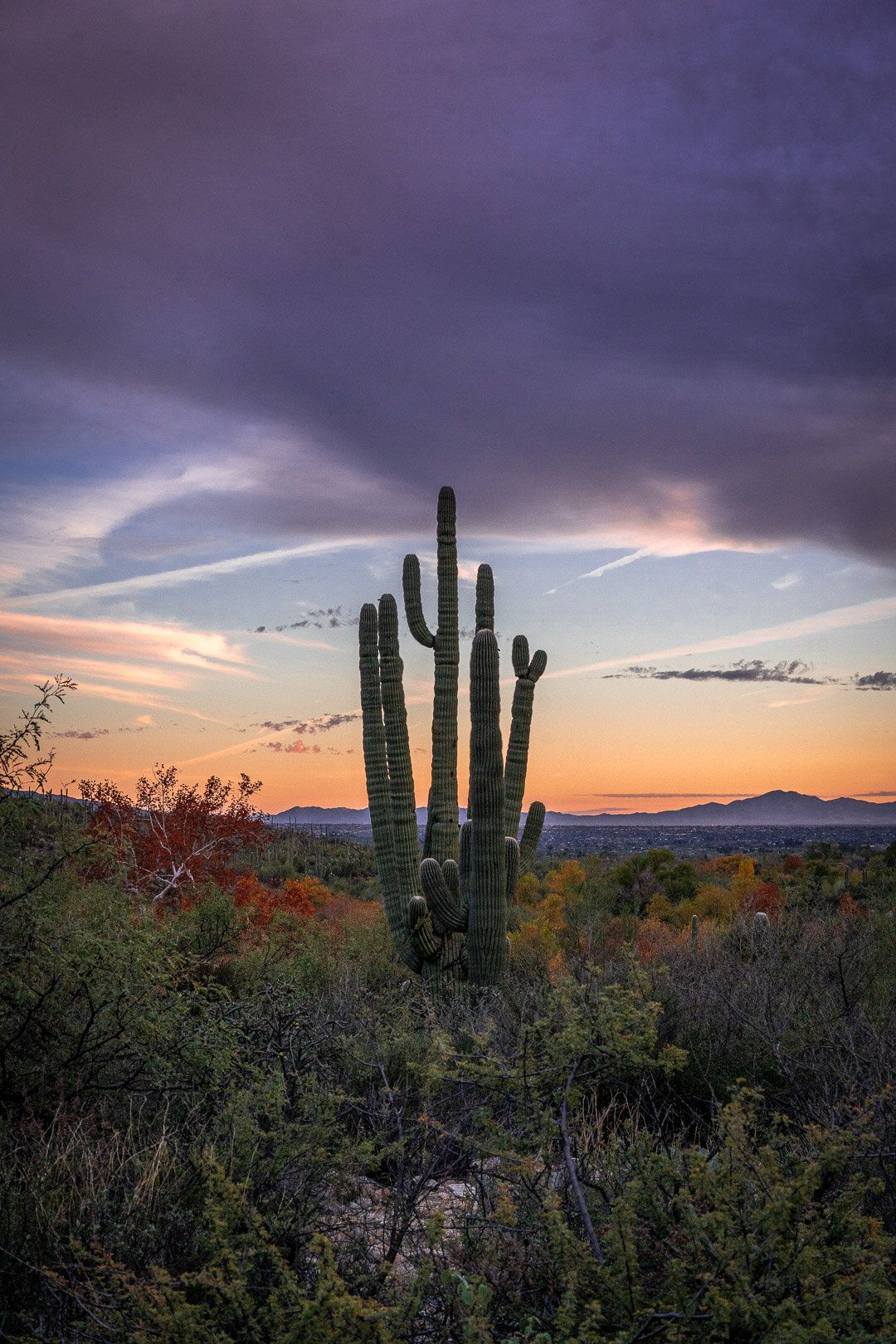 1080x1620 photograph in Saguaro National Park