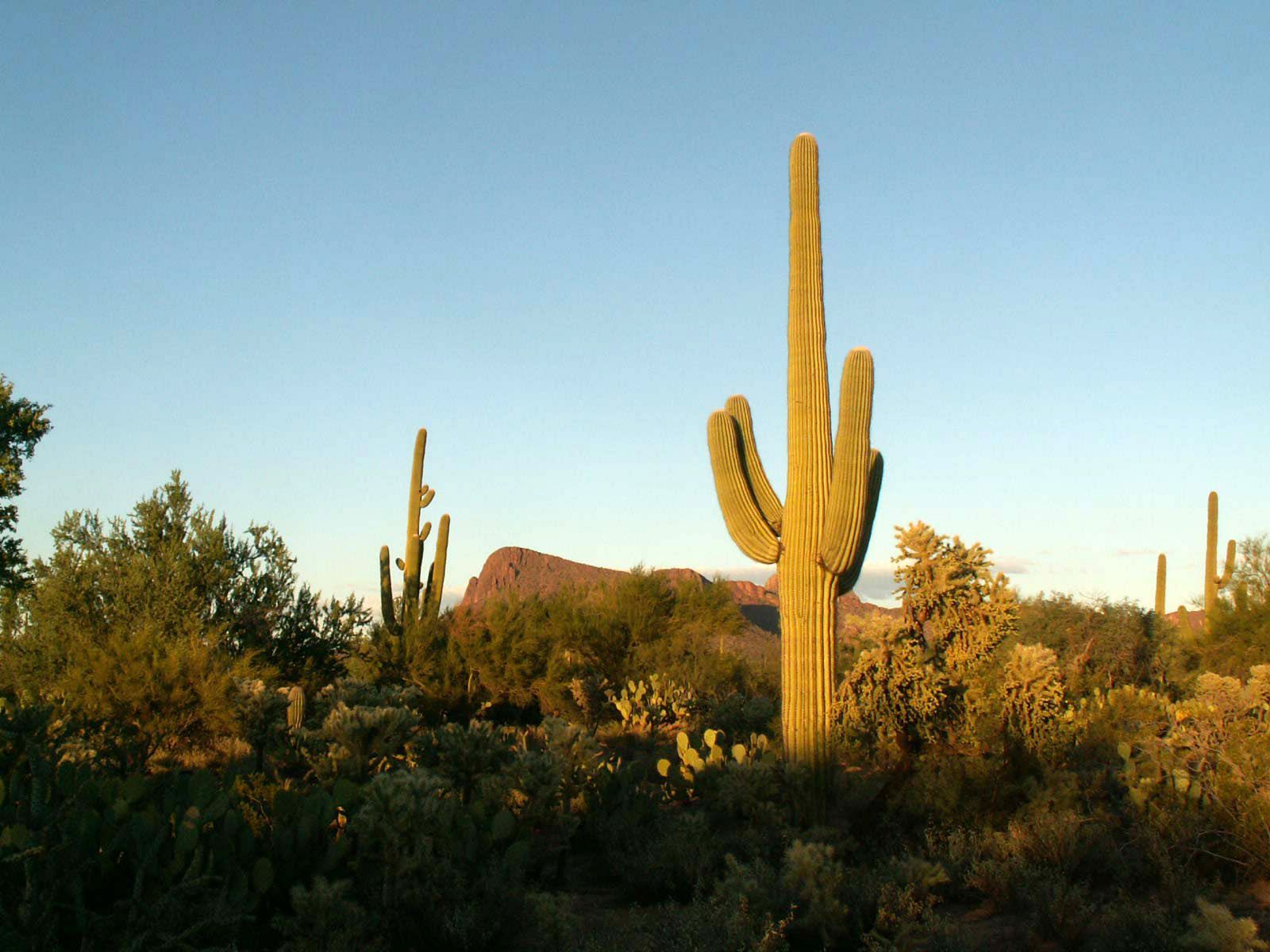1600x1200 Saguaro National Park, Arizona image