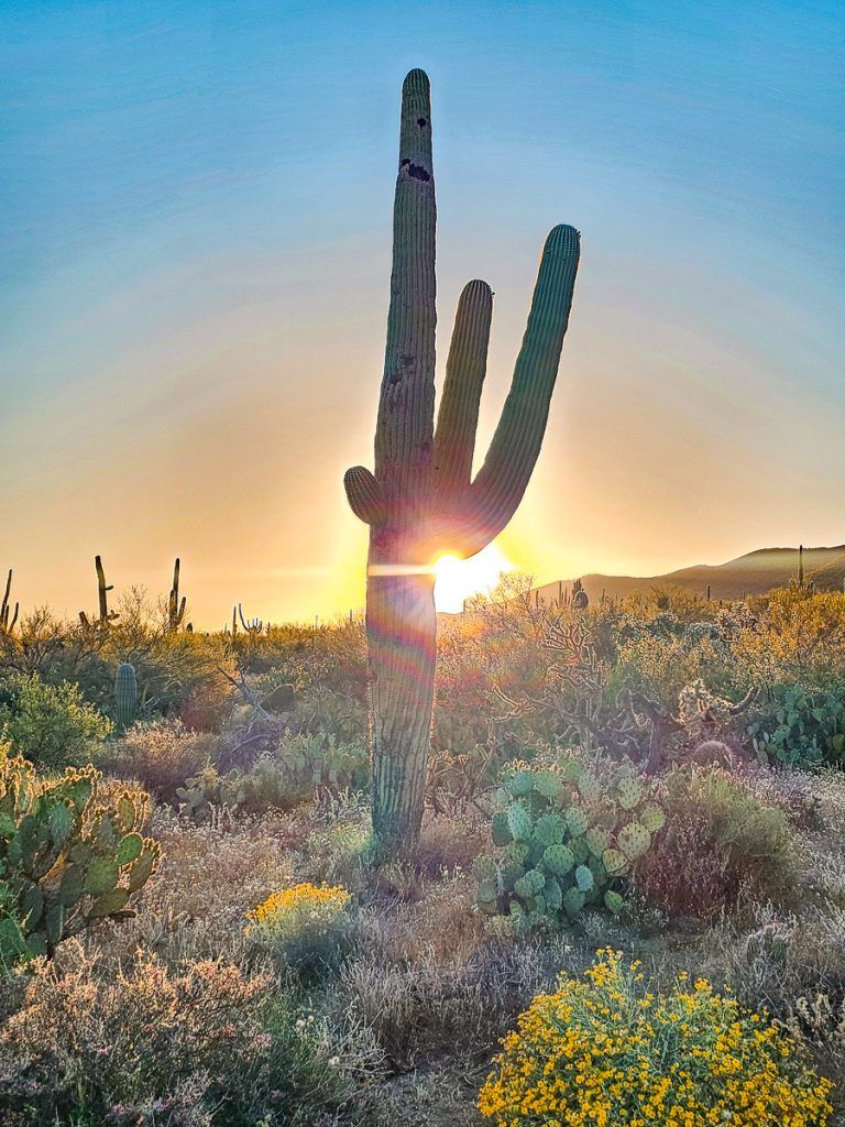 768x1024 Is Saguaro National Park Worth Visiting