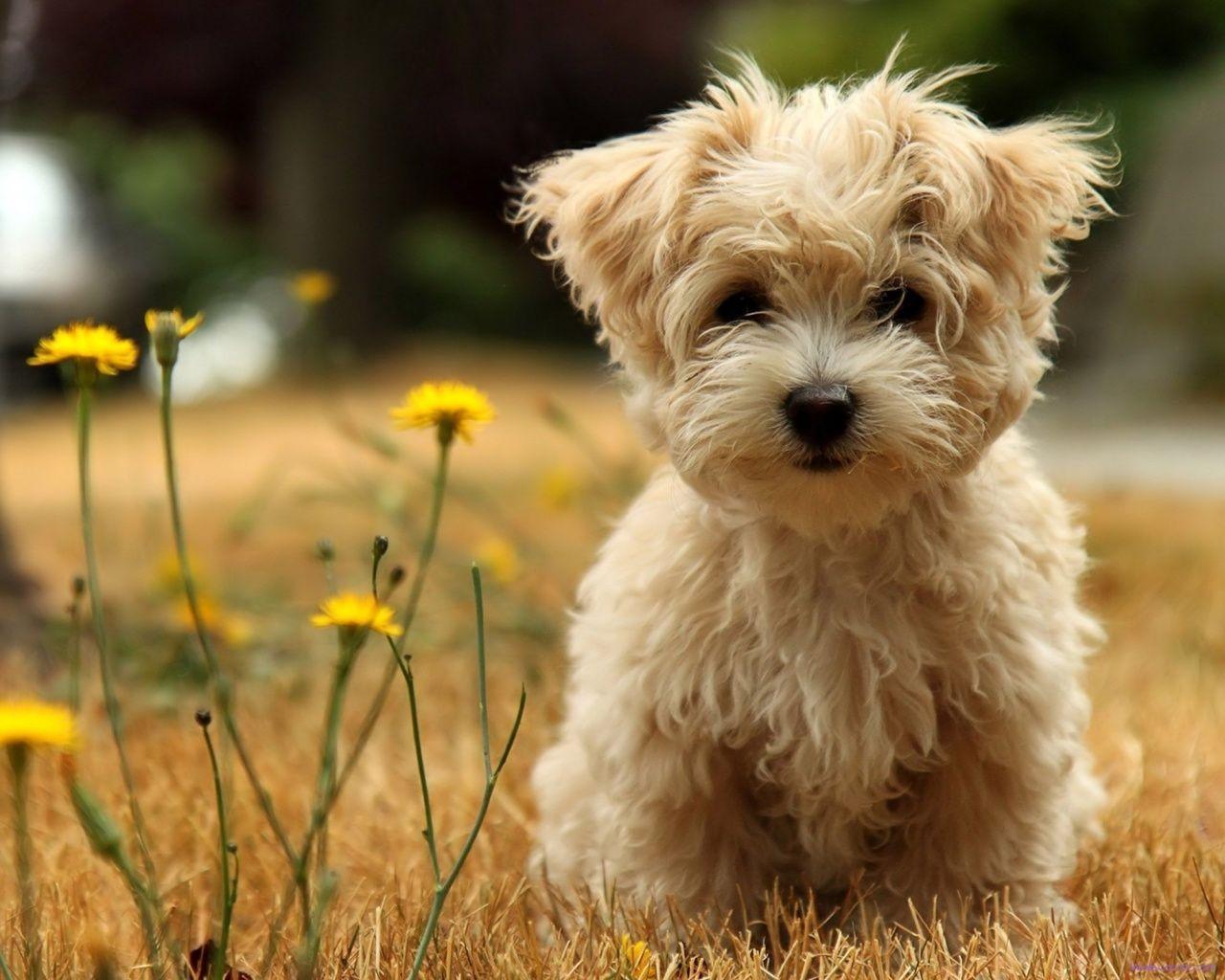 Maltipoo Wallpapers - Top Free Maltipoo Backgrounds - WallpaperAccess