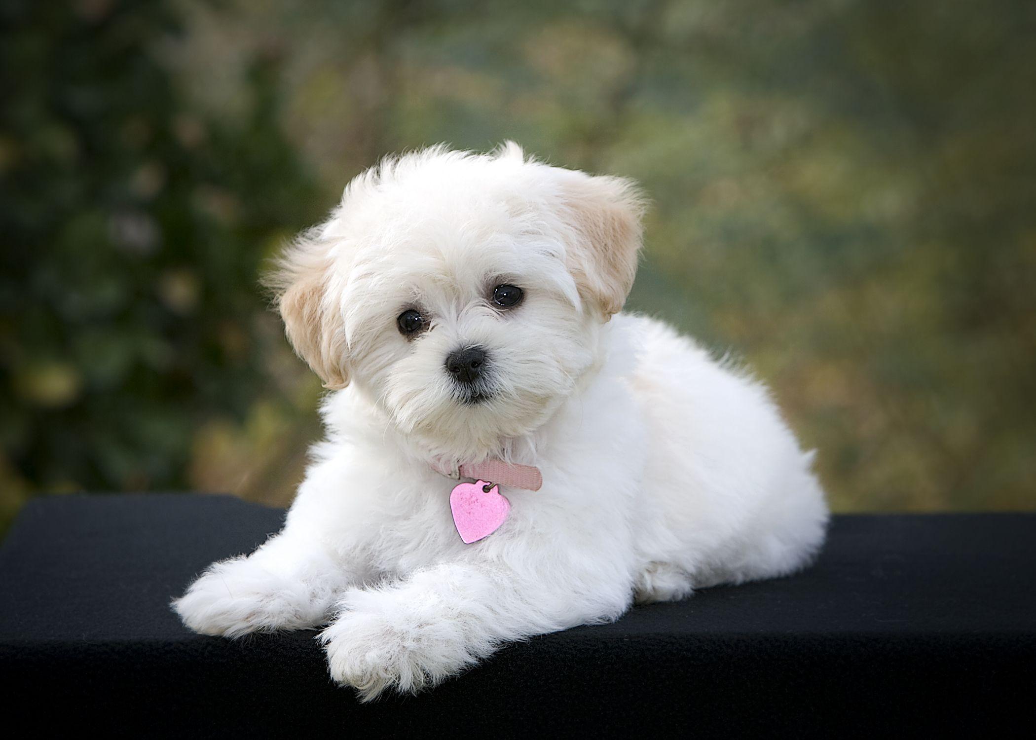 2100x1500 Maltipoo Wallpaper