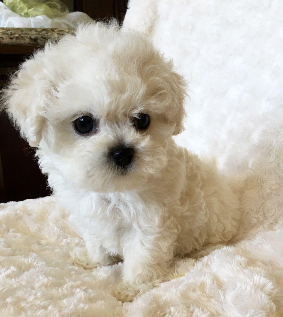 915x1024 Maltipoo Wallpaper