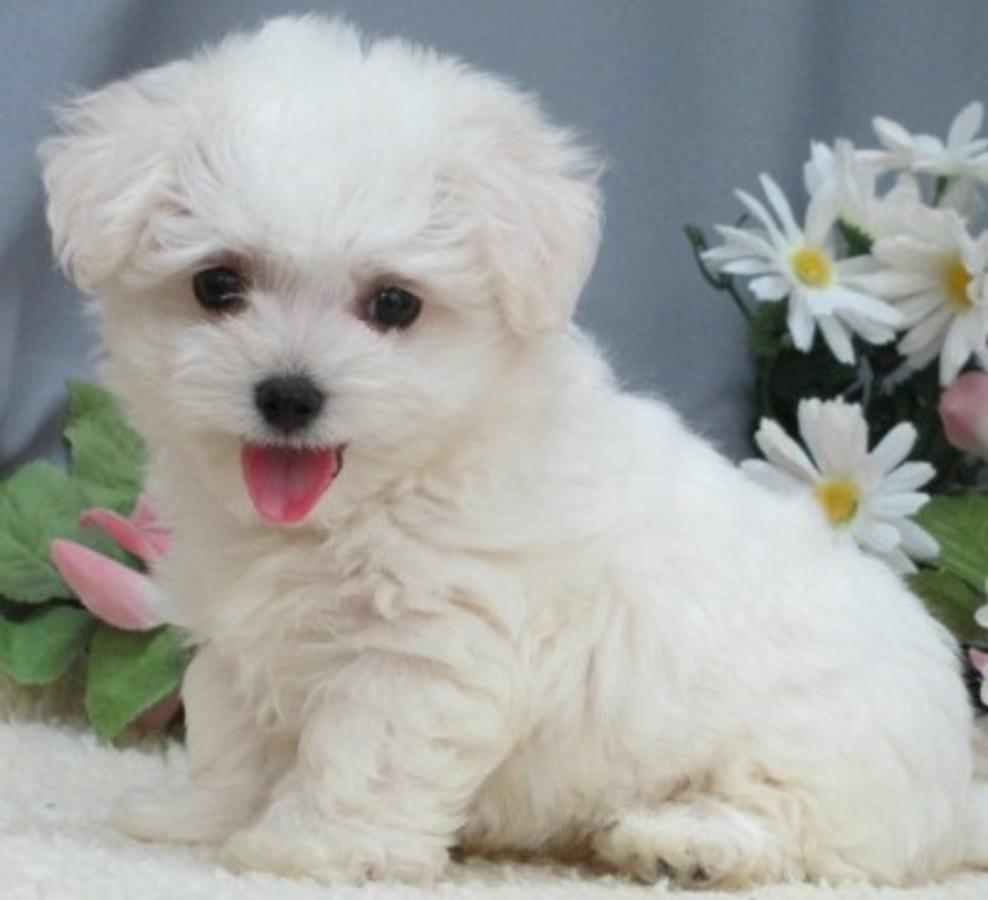 988x900 Maltipoo Wallpaper