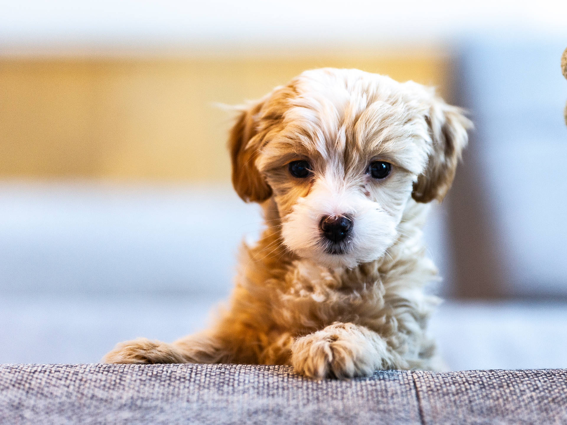 1920x1440 Download Free Maltese Poodle Puppy