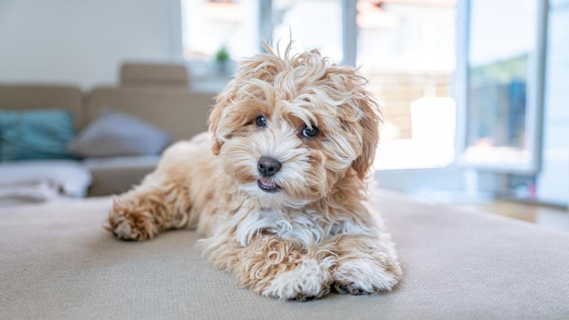 1920x1080 most adorable breeds of small dog