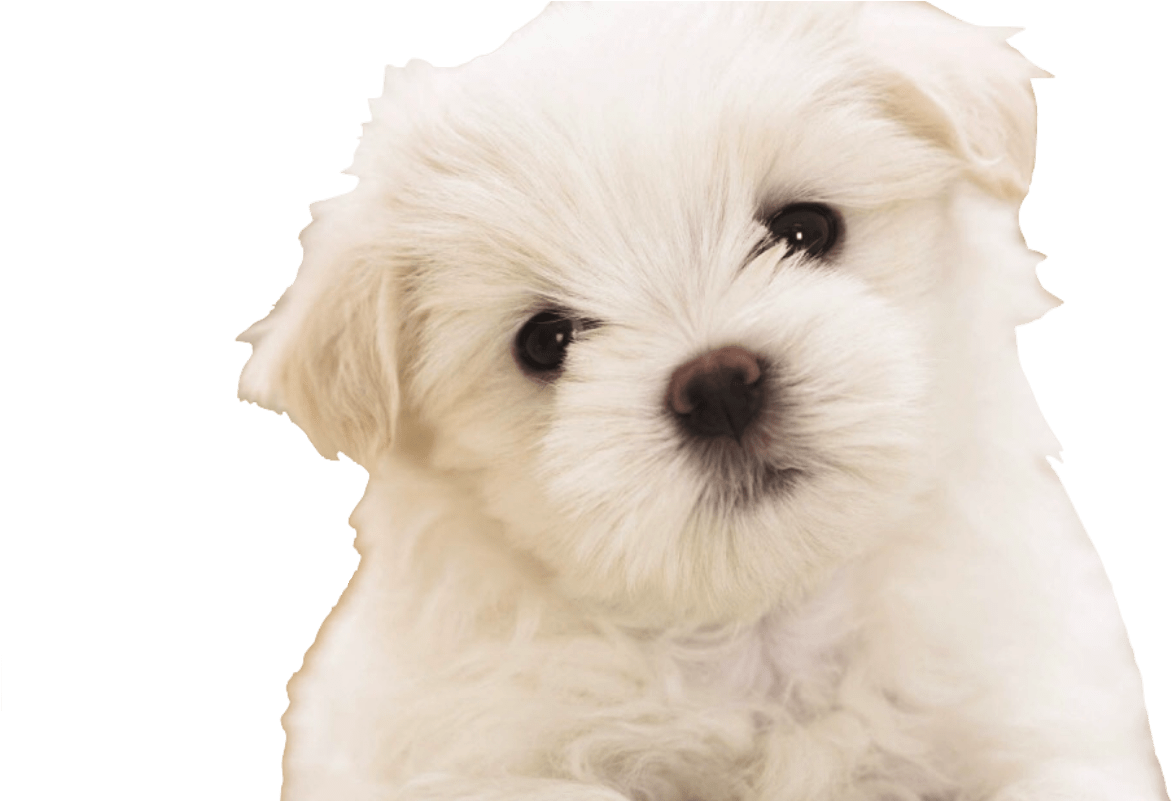 1173x801 Download HD Maltipoo Puppies Wallpaper