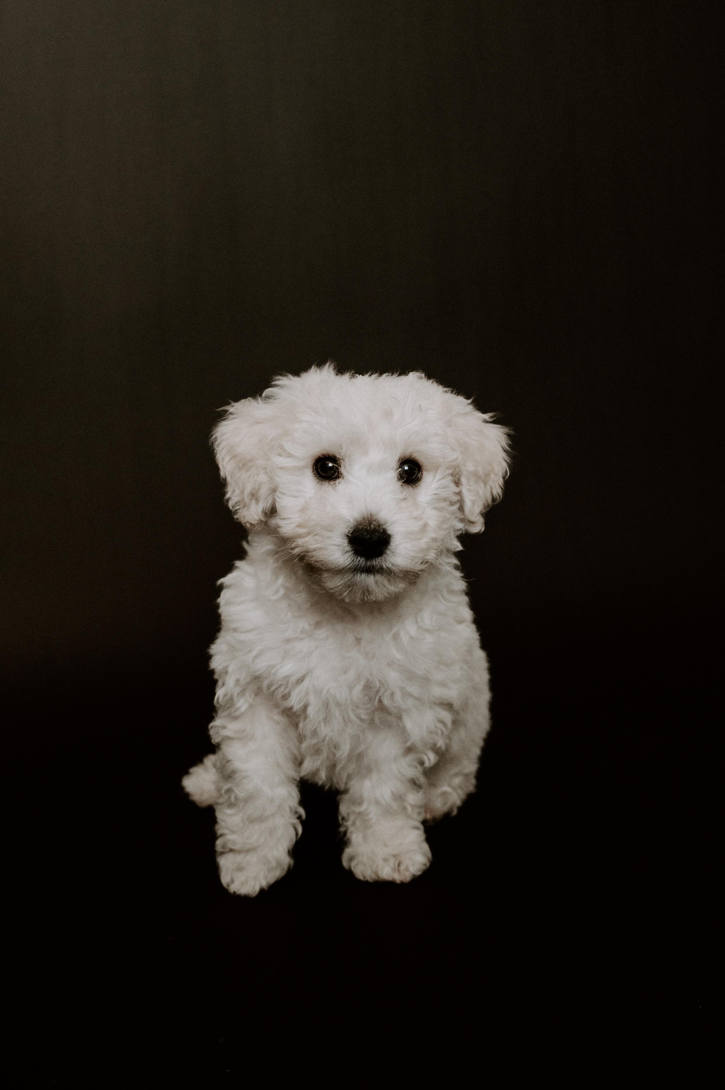 2481x3729 Is he a Maltipoo?