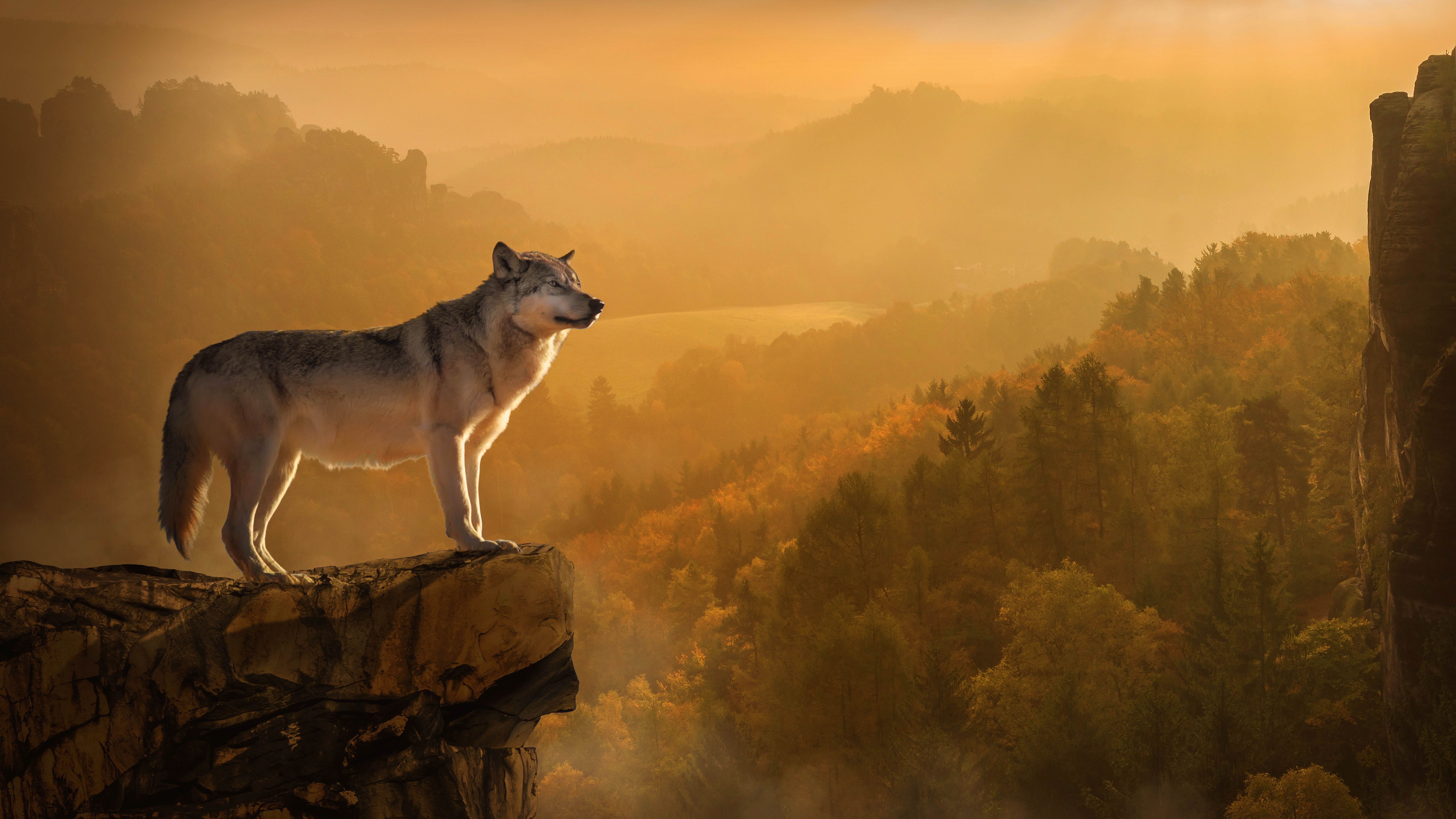 7680x4320 Autumn Wolf Background