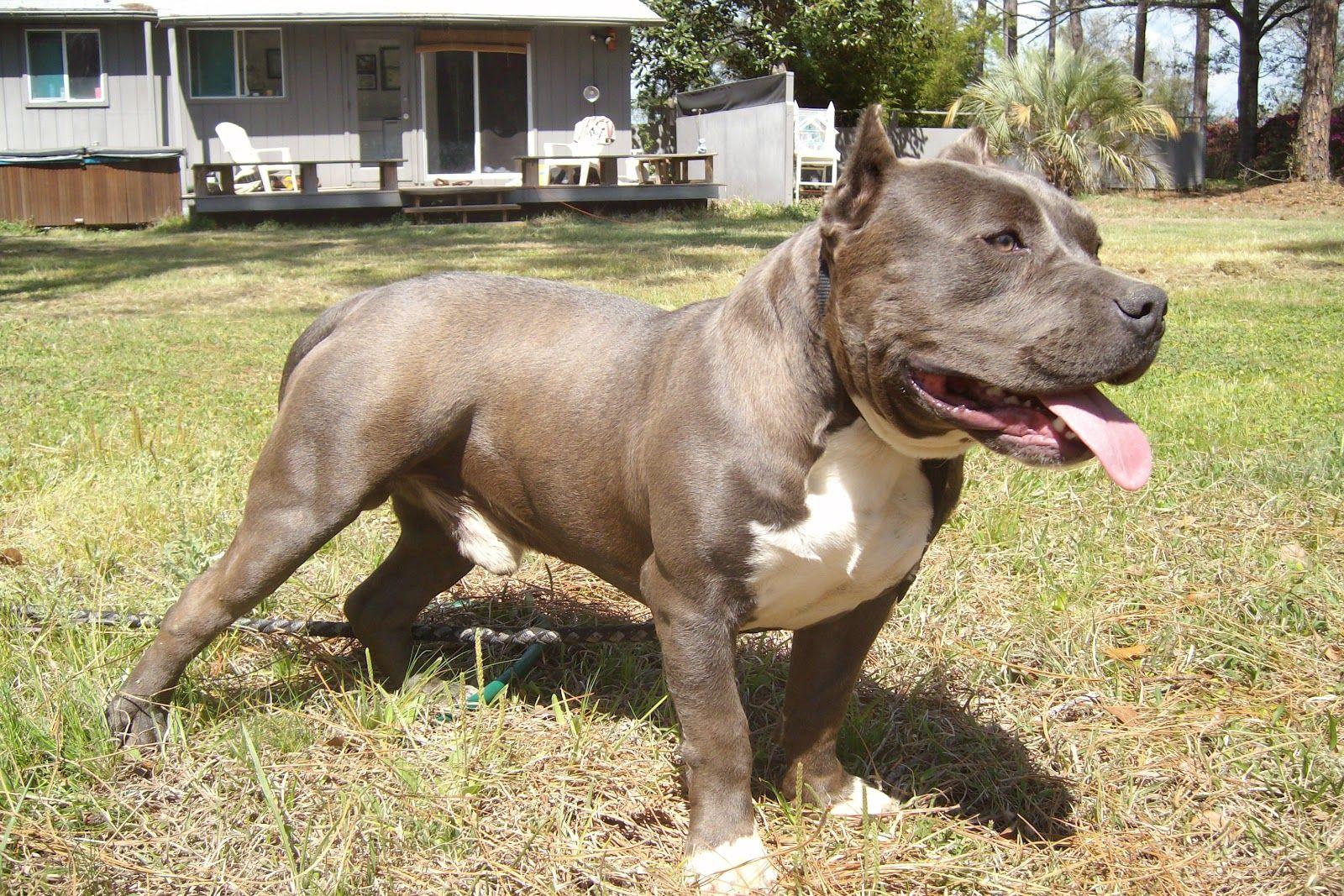 1600x1067 American Bully Wallpaper Cute and Docile