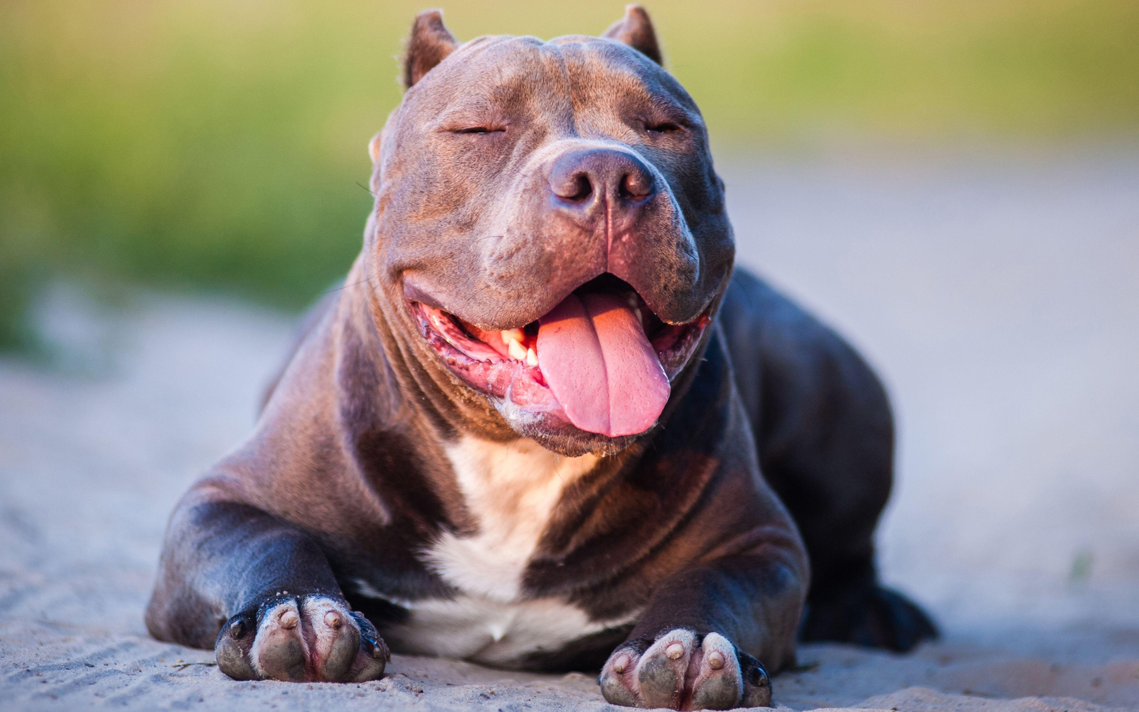 3840x2400 Download wallpaper American Bully, gray dog, 4k, pets, pit bull