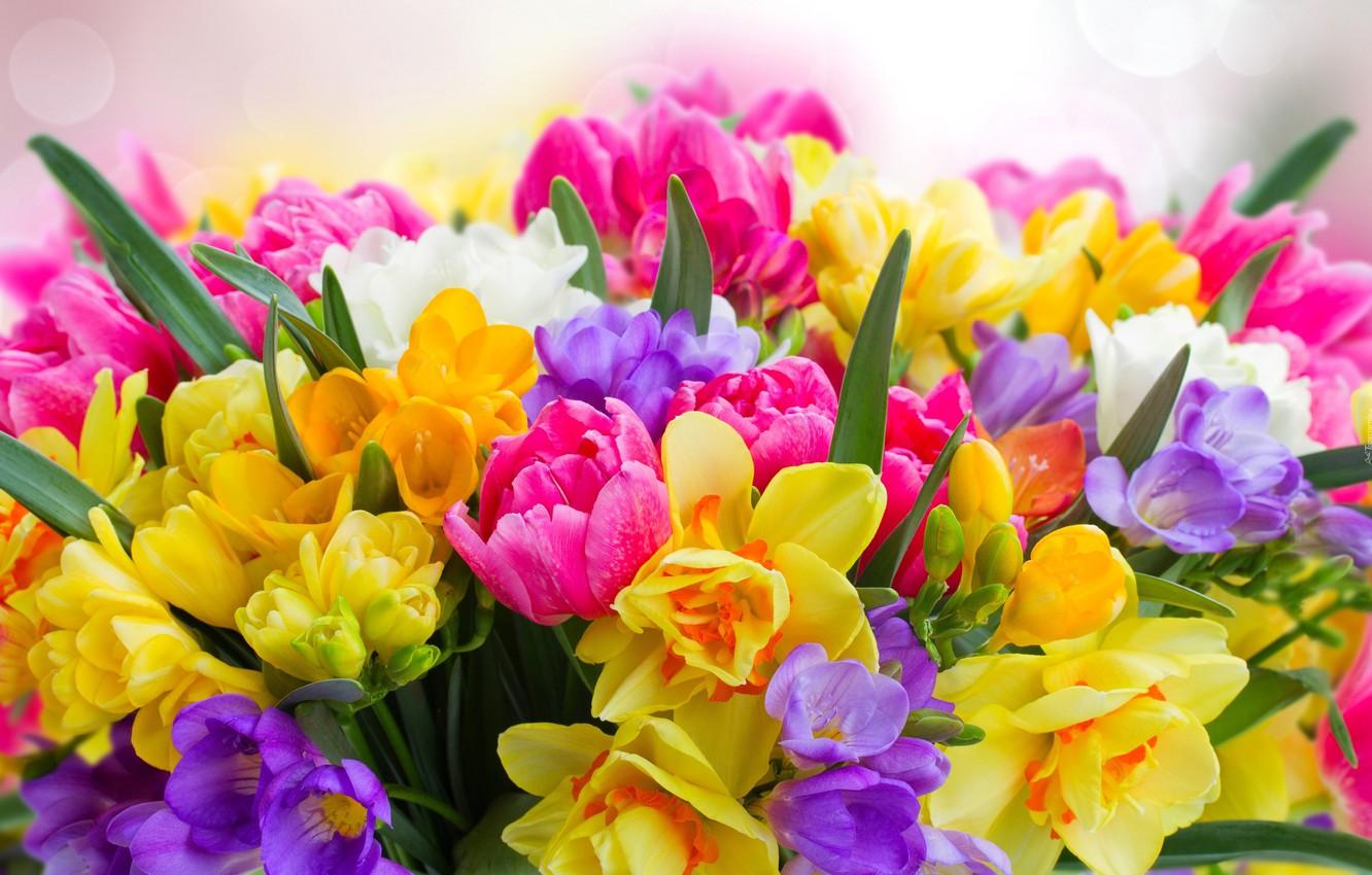 1332x850 Freesias Wallpaper