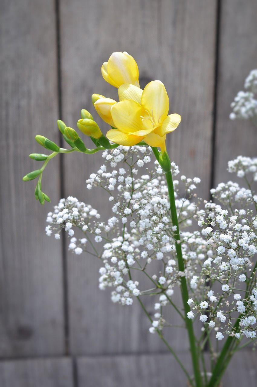 850x1280 Freesia Flower Yellow