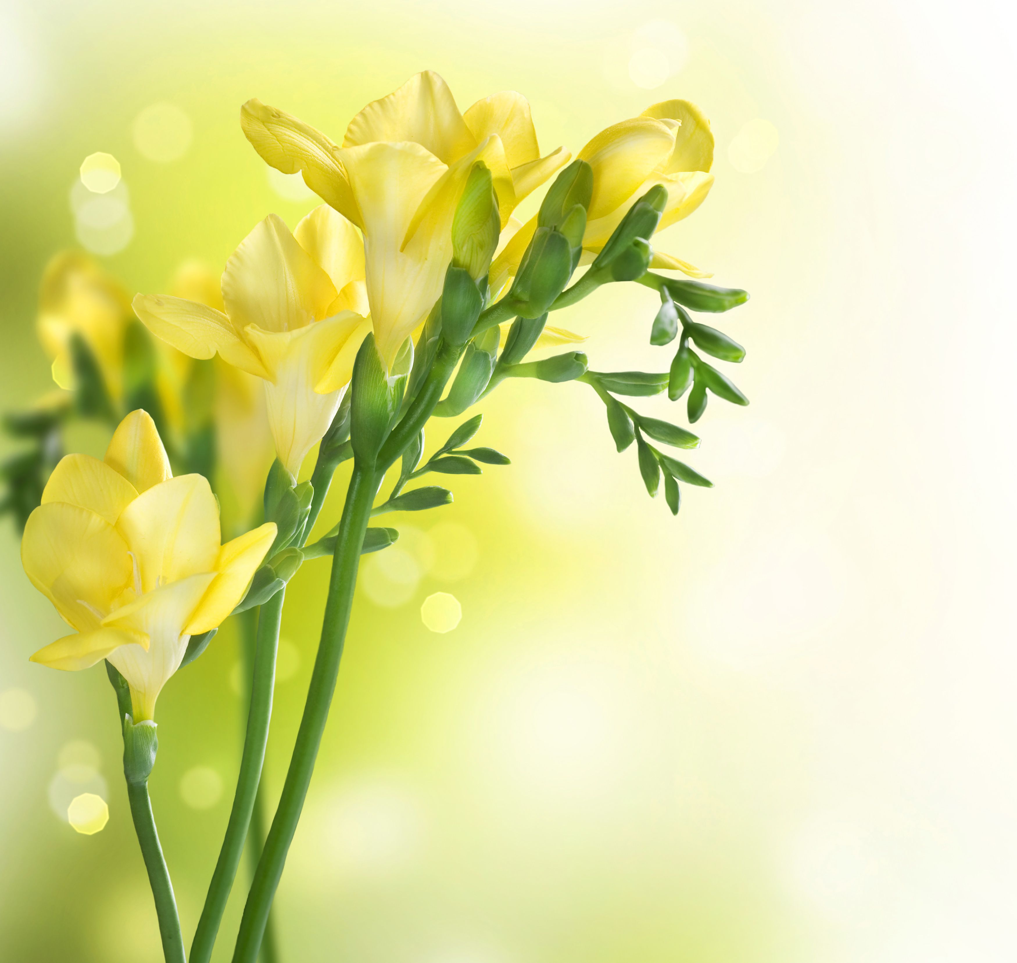 3500x3316 Spring Background with Yellow Freesia