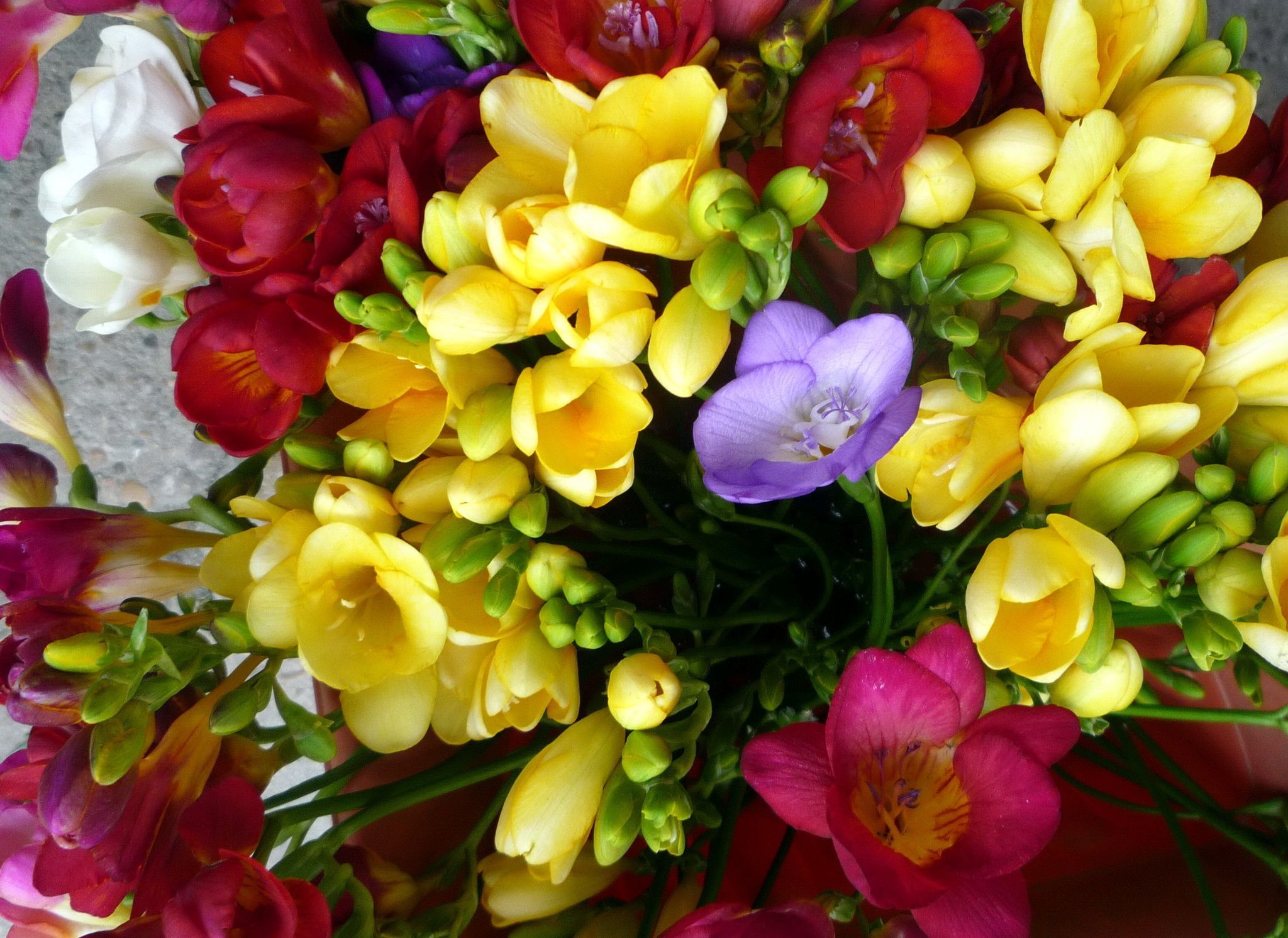 2048x1492 Desktop Wallpaper flower Freesia 2048x1492