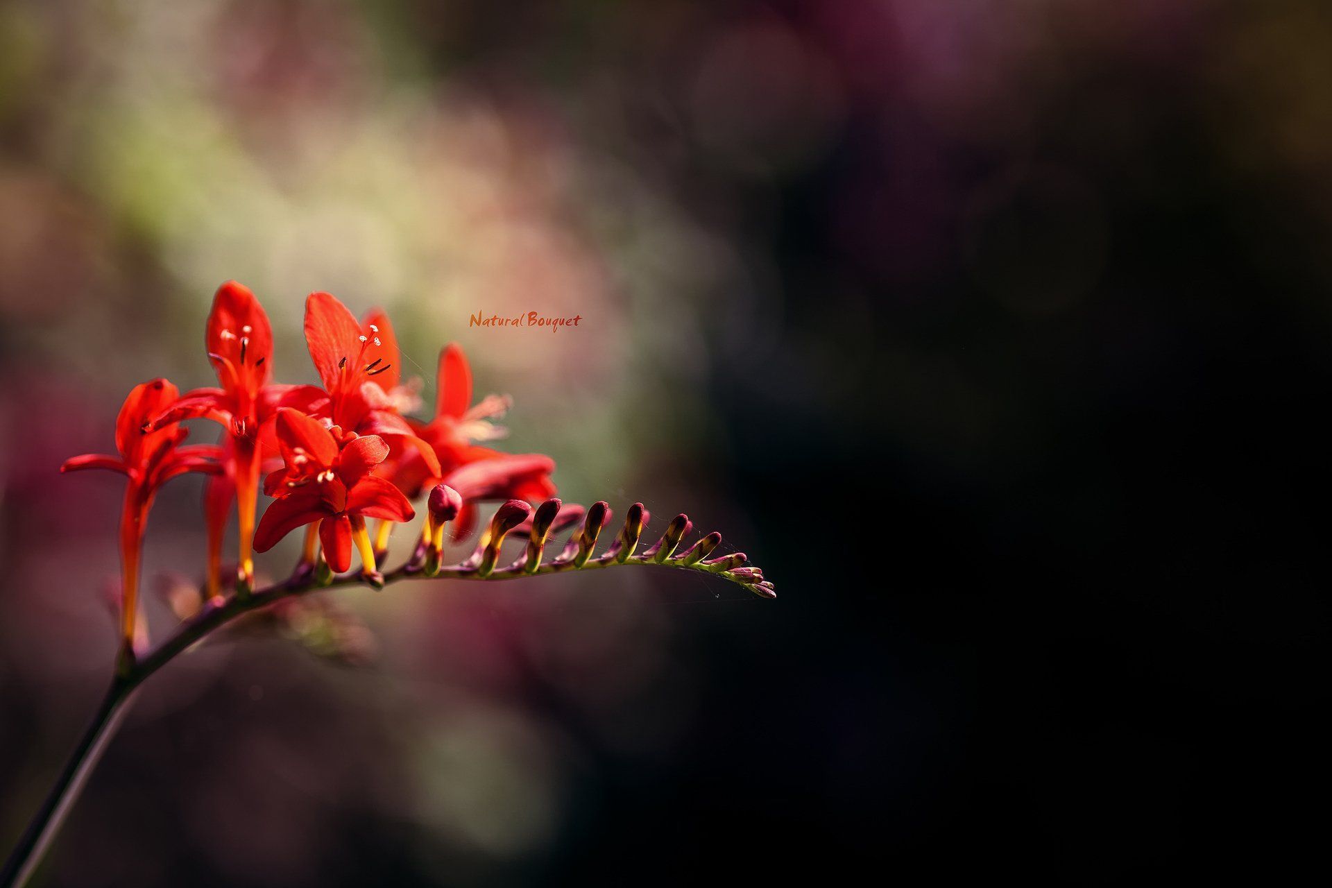 1920x1280 Download Freesia Nature Flower HD Wallpaper