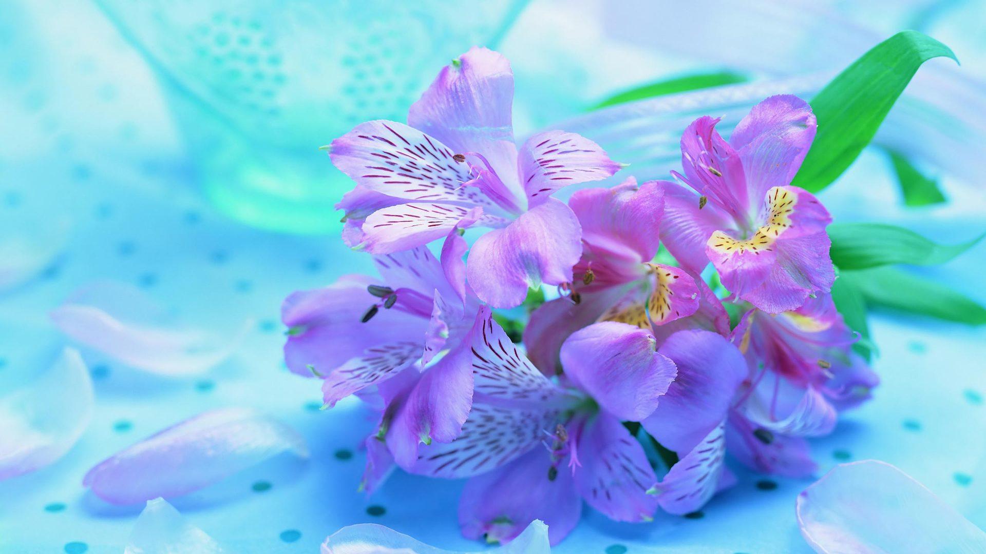 1920x1080 Freesias Wallpaper