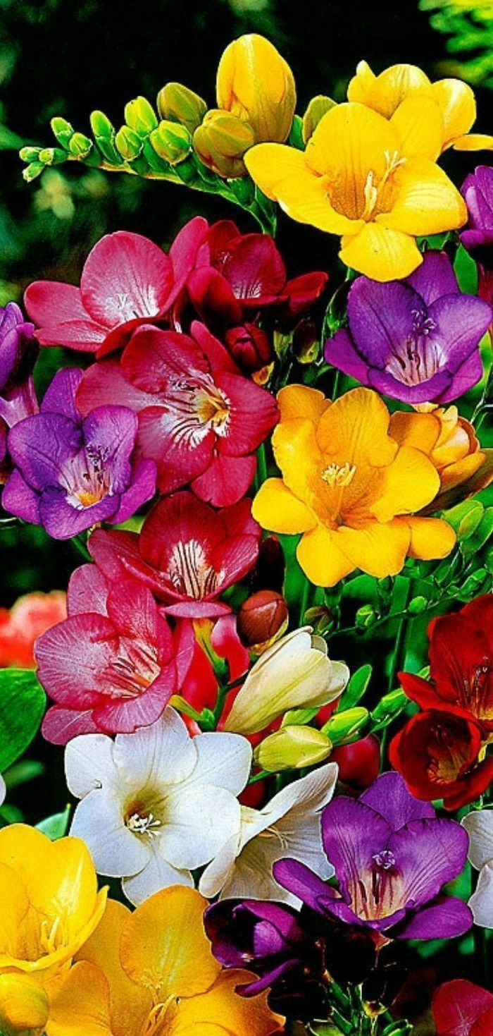 700x1469 Beautiful flowers garden, Freesia