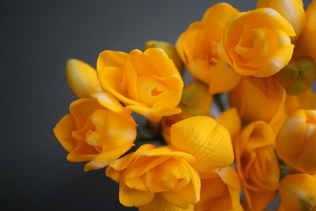 1280x853 Free Freesia & Nature Image