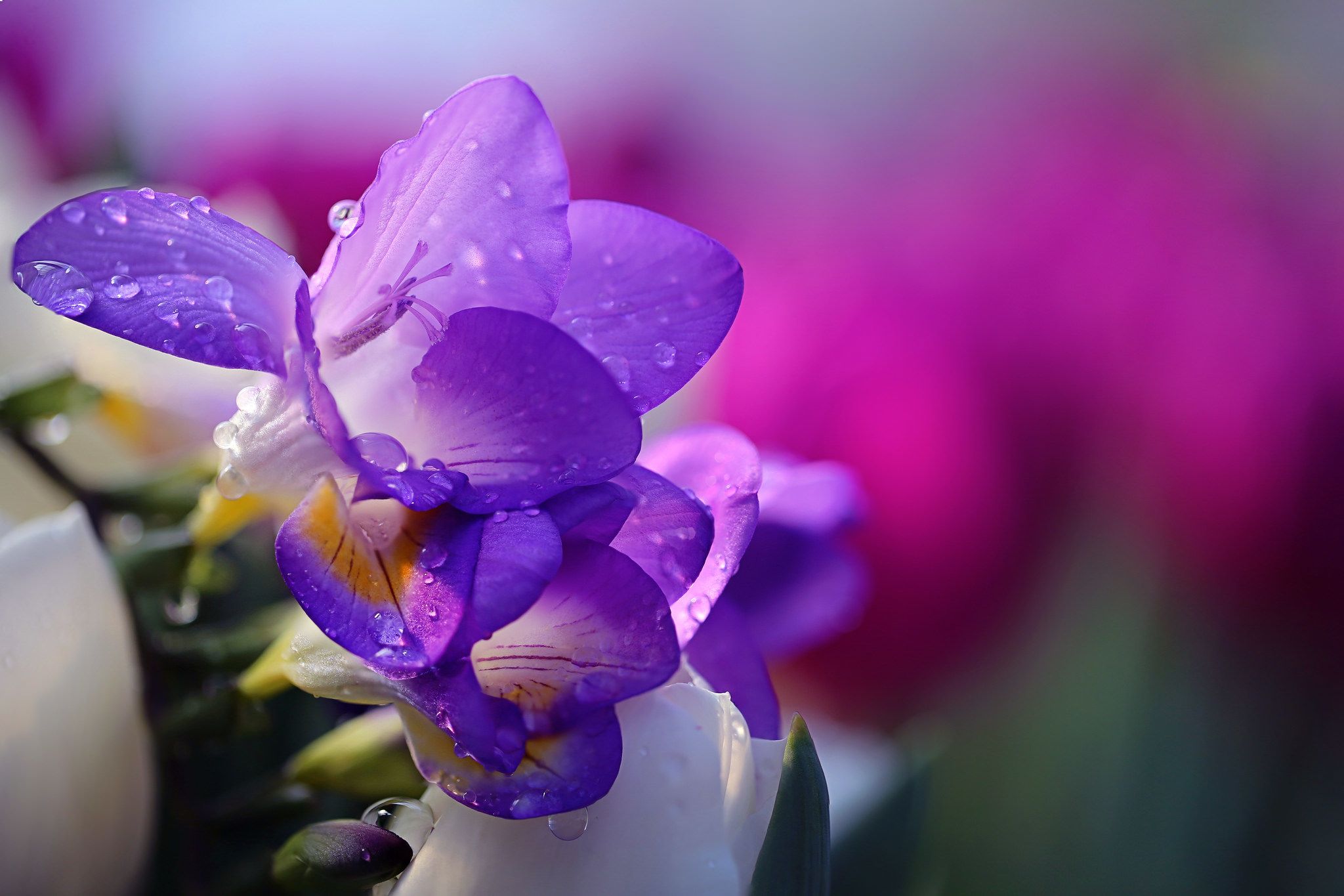 2048x1365 Wallpaper flower, water, drops, nature