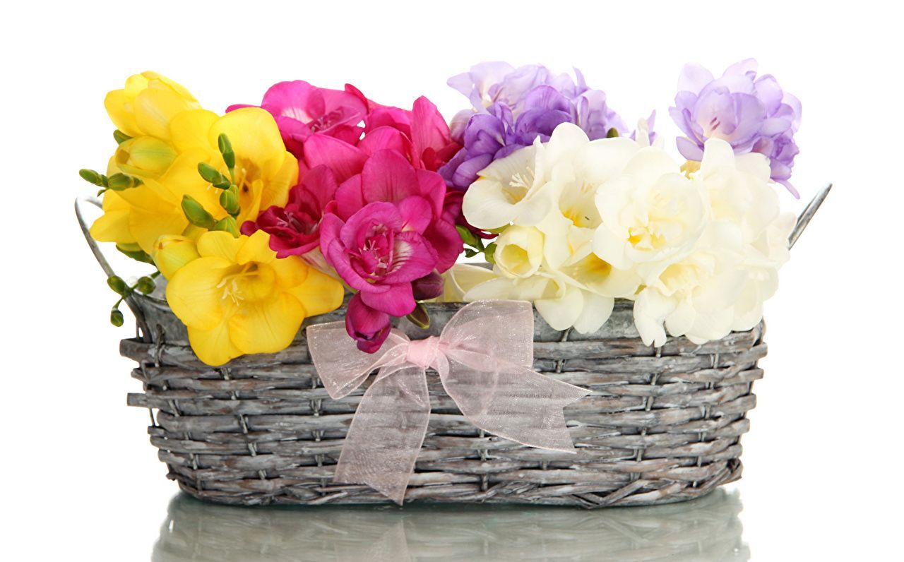 1280x796 Image flower Freesia Wicker basket Many