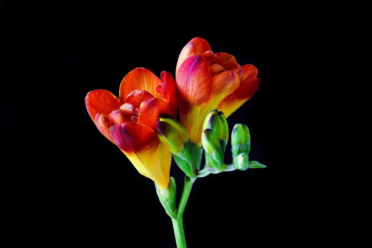 1280x853 Freesia Flower Blossom