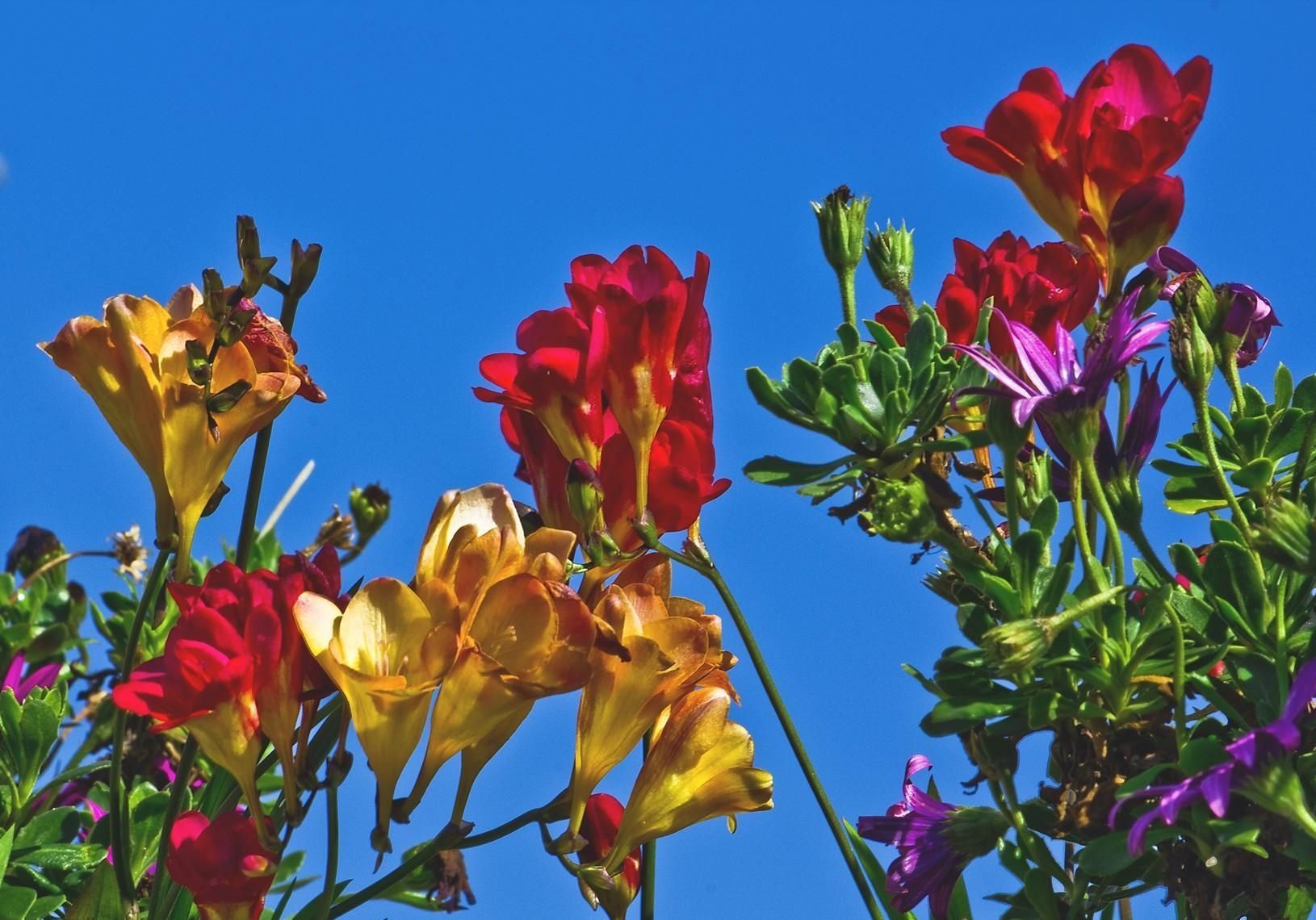 1630x1140 Download wallpaper 1630x1140 freesia