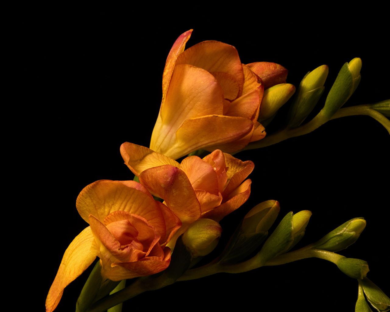 1280x1024 Photo Orange flower Freesia Closeup