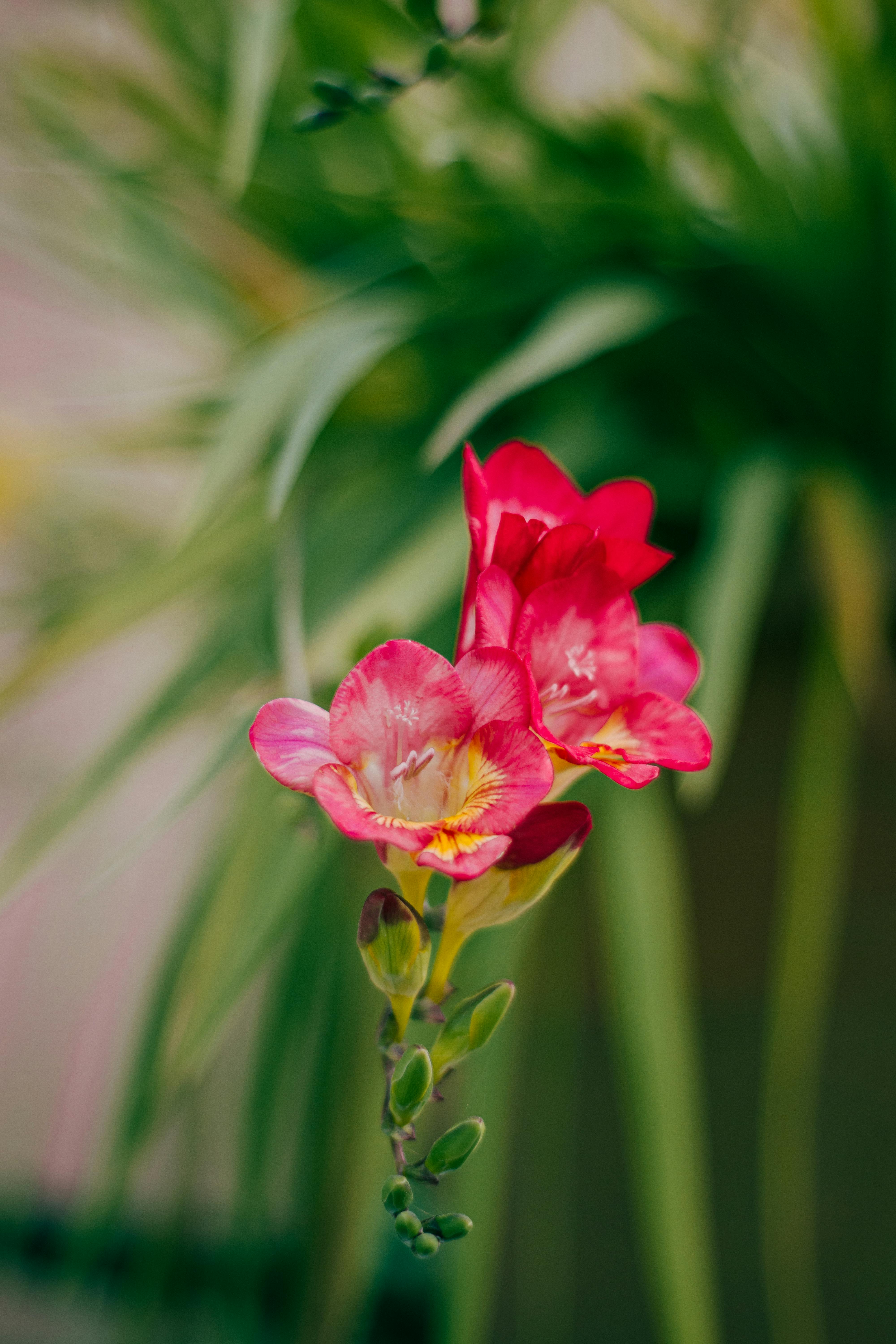 4000x6000 Freesia Flowers · Free