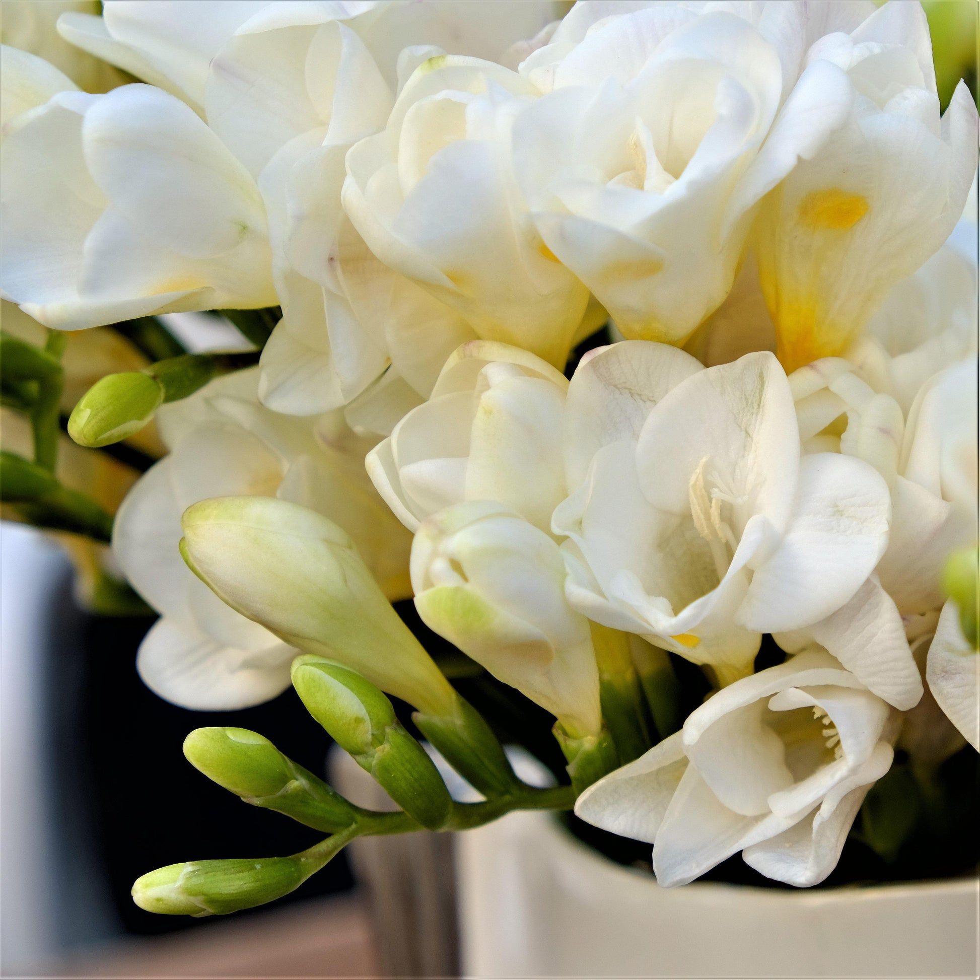 1946x1946 White Freesia Bulbs. White