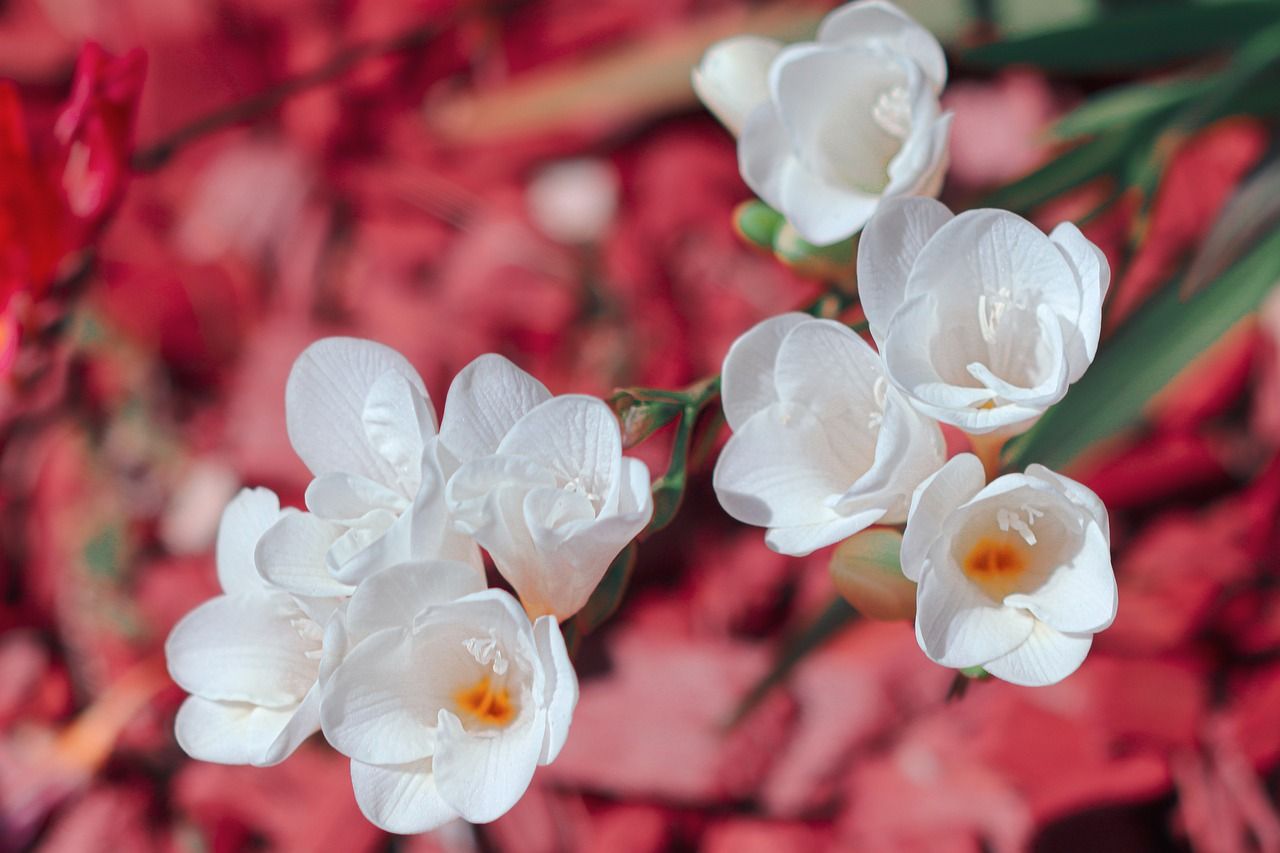 1280x853 Freesia White Flowers
