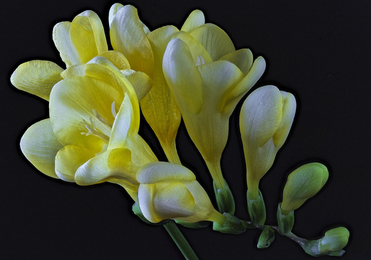 1280x896 image Yellow flower Freesia Closeup