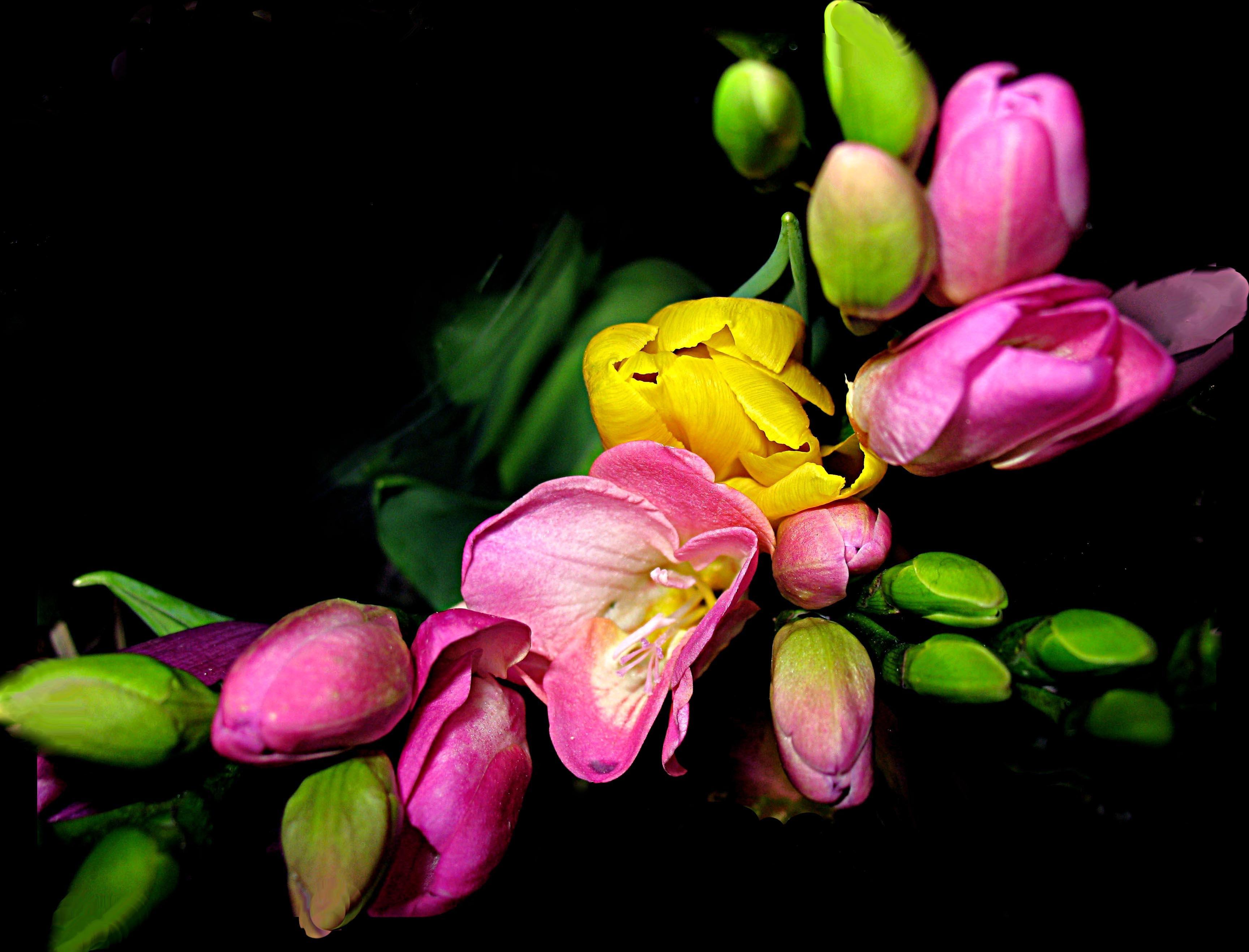 3456x2634 Freesia 'Single Pink' Freesia