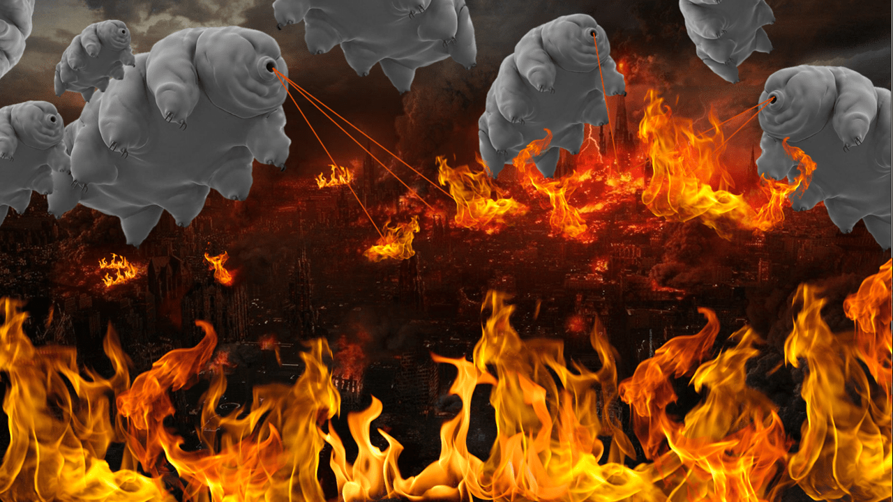 1280x720 Tardigrade Wallpaper for Laptop/ PC