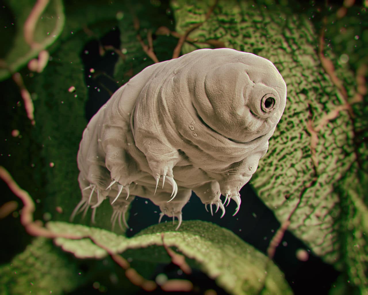1280x1024 The secrets of tardigrades, those