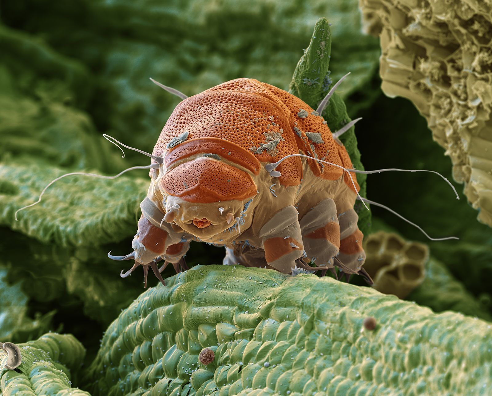 1600x1286 Tardigrade. Facts & Lifespan