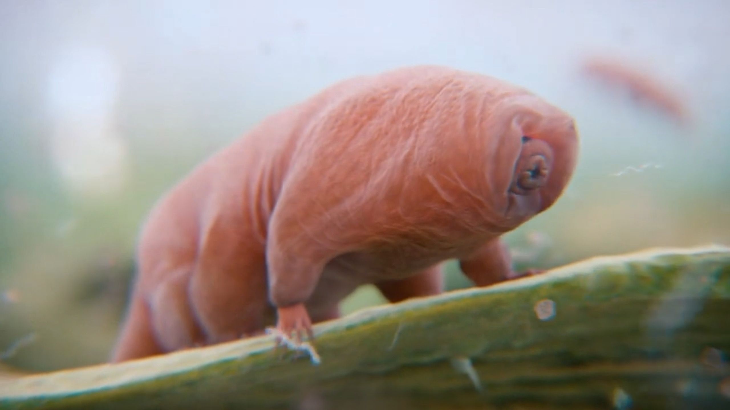 2560x1440 How to find a pet tardigrade and care