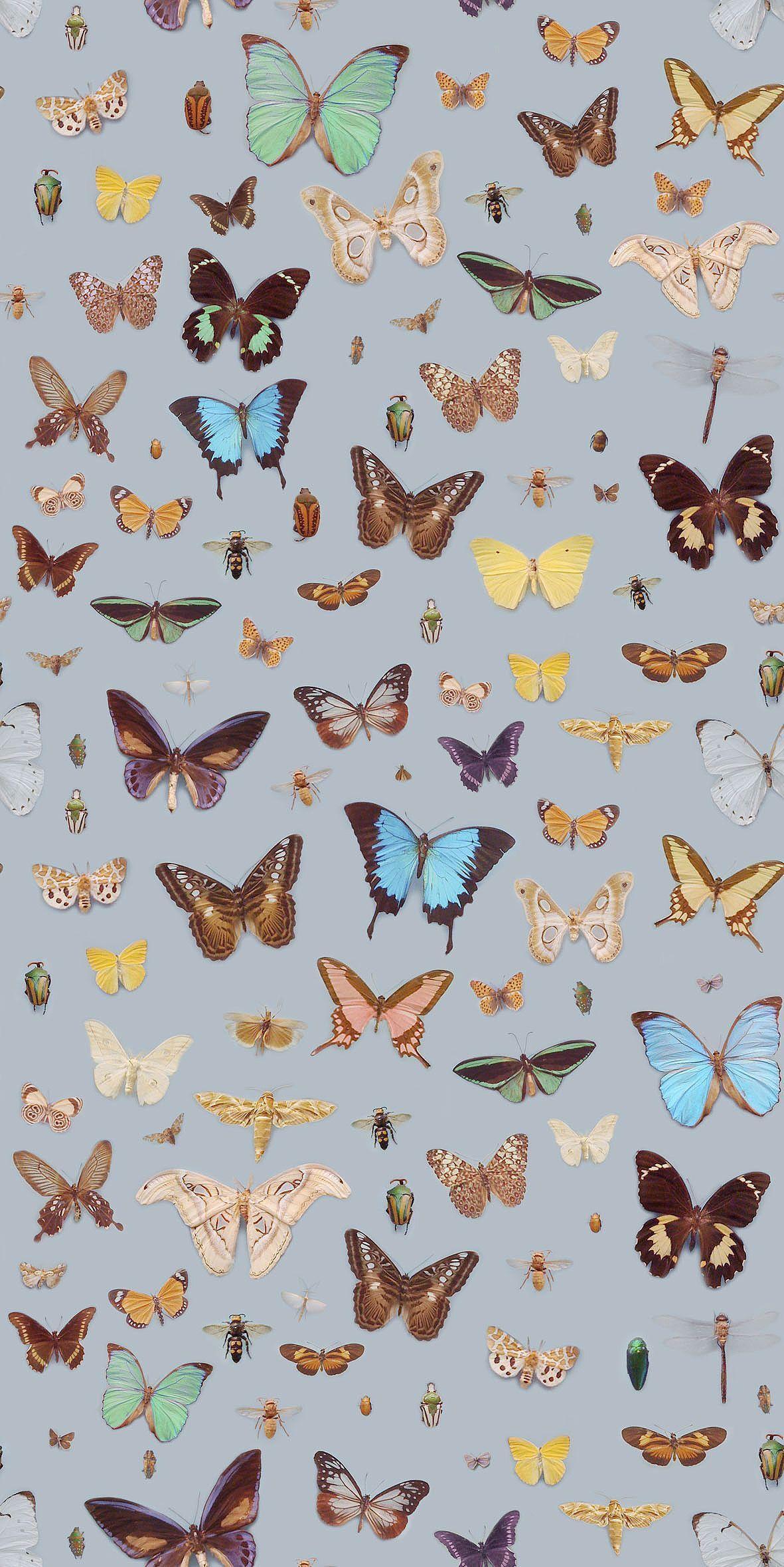 Aesthetic Butterfly Wallpapers - Top Free Aesthetic ...