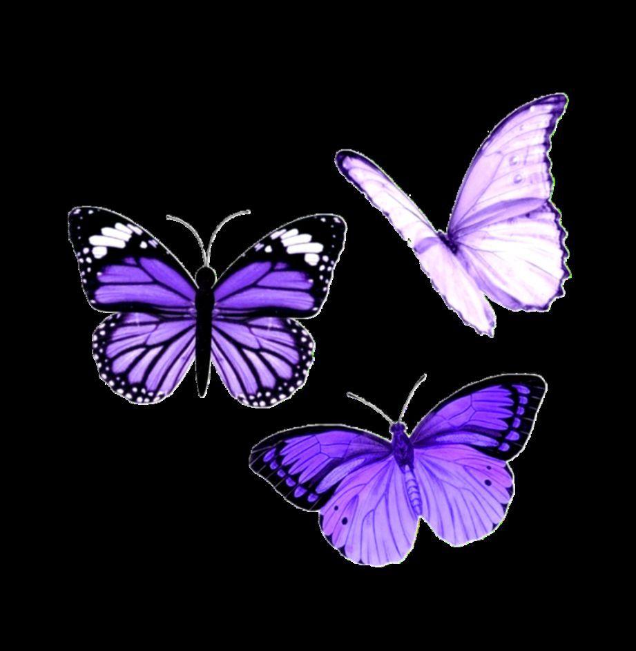 Aesthetic Butterfly Wallpapers Top Free Aesthetic Butterfly Backgrounds Wallpaperaccess