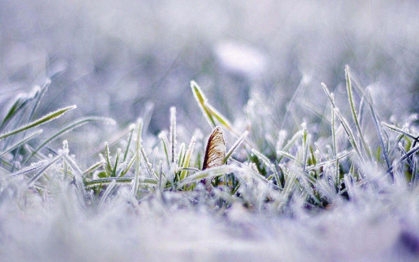 1440x900 Encyclopedia natural aesthetic Snow wallpaper 49677
