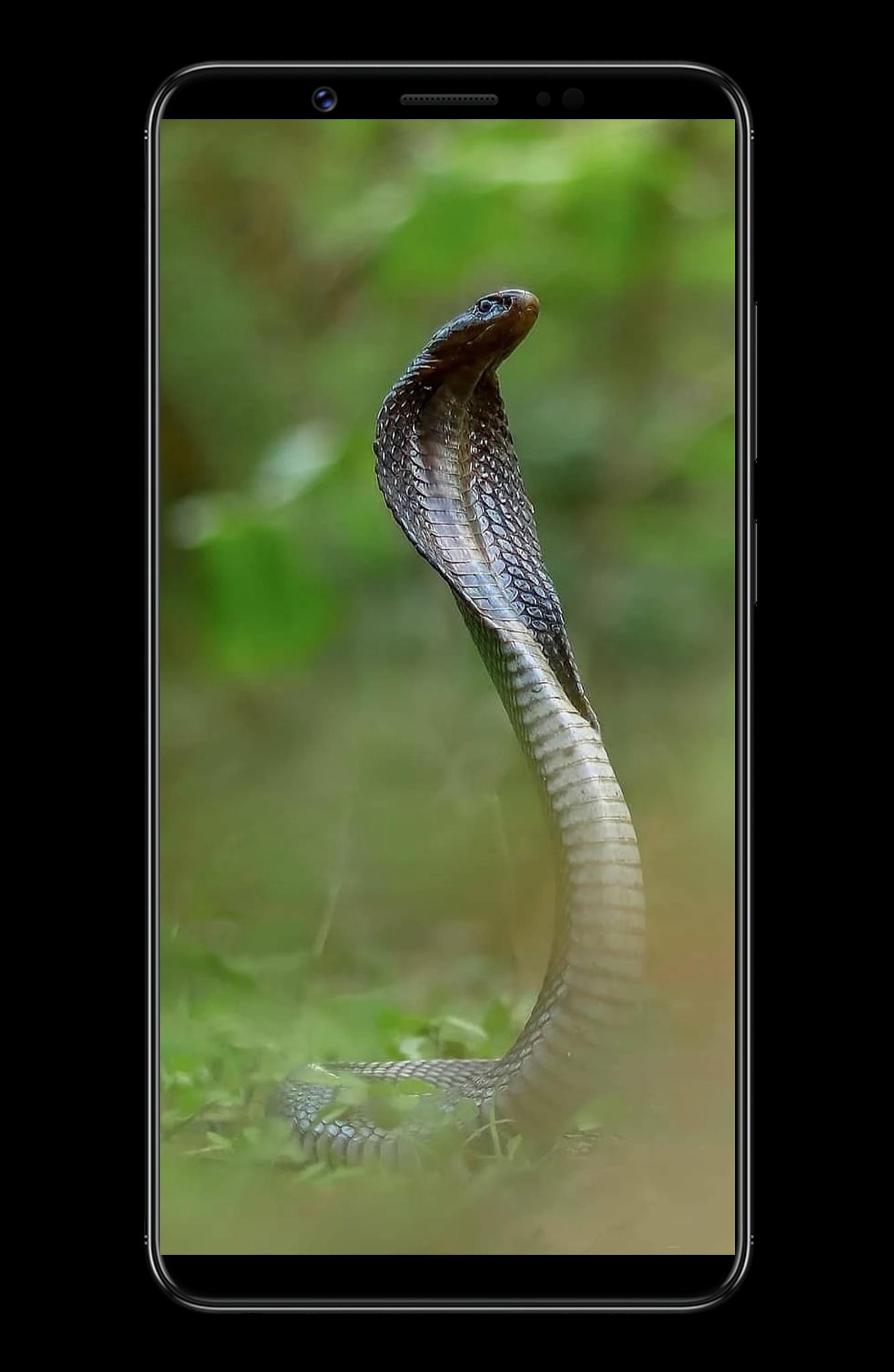 1334x2048 Goga Maharaj Wallpaper APK for Android